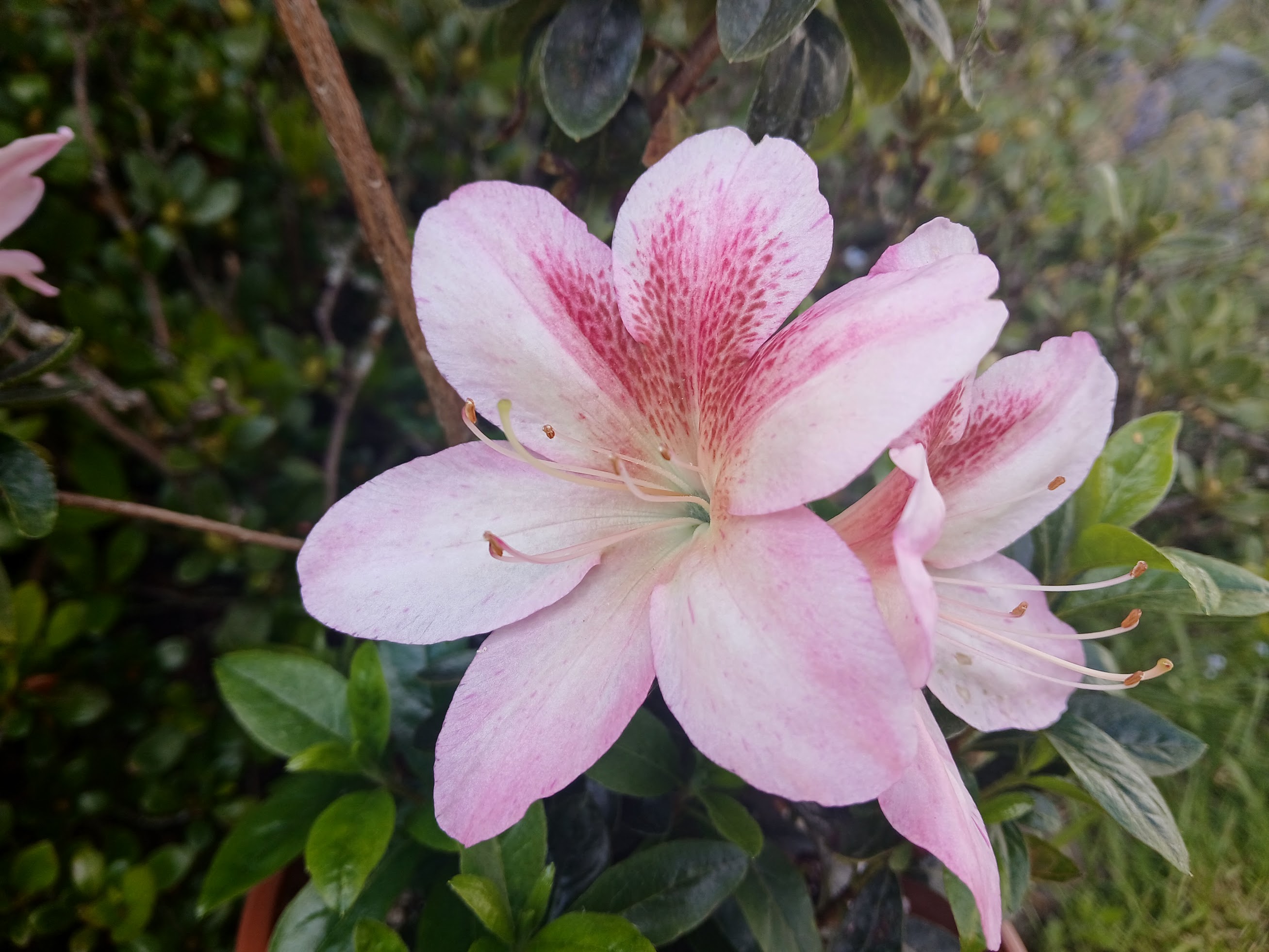 HnMD1 Nijland azalea flowers