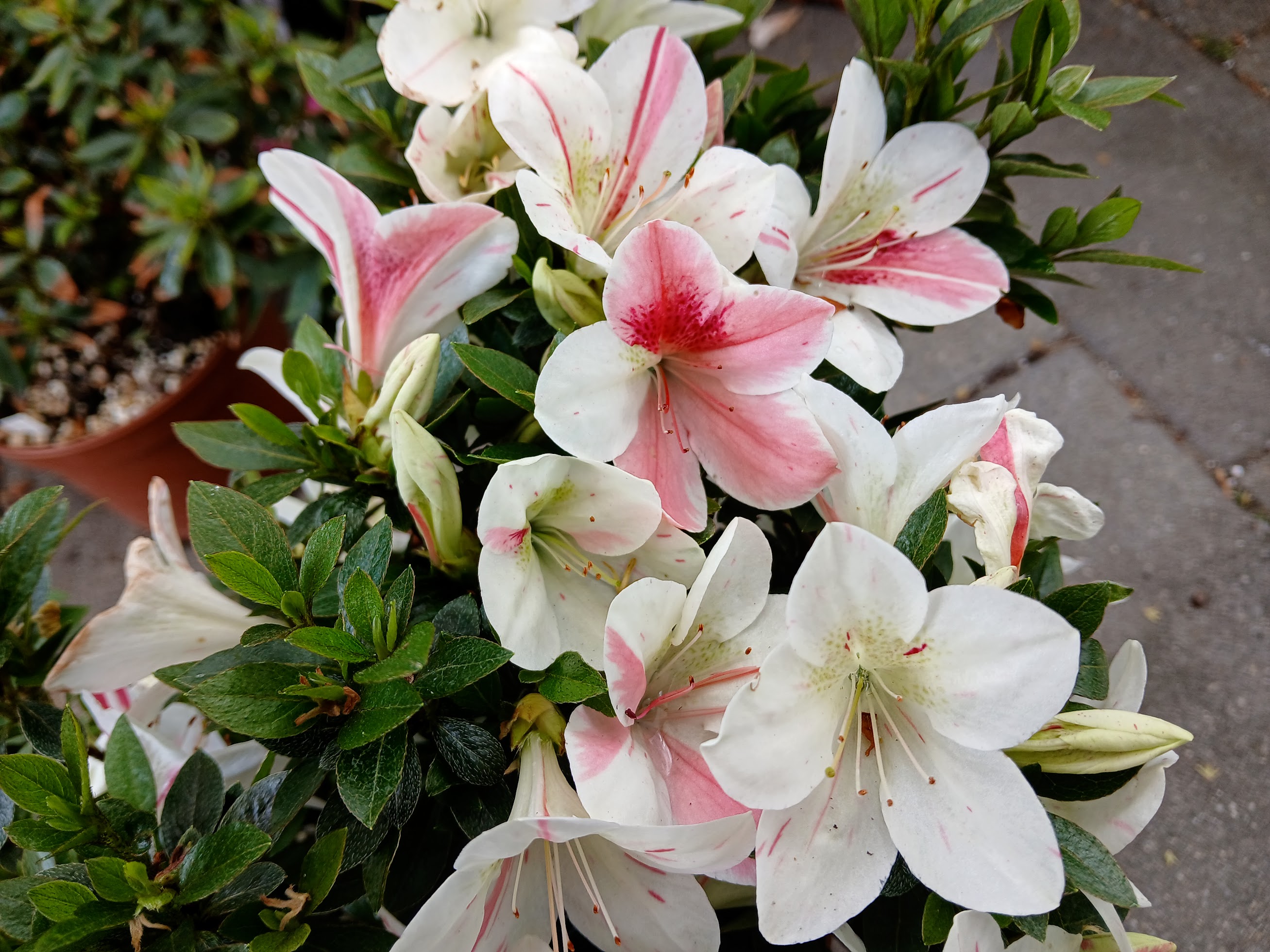 uHn1 Nijland azalea flowers