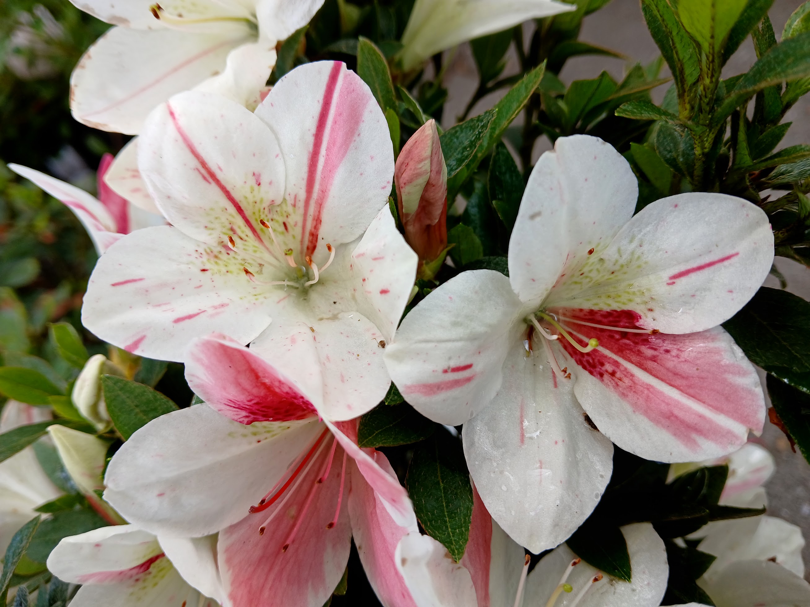 uHn1 Nijland azalea flowers