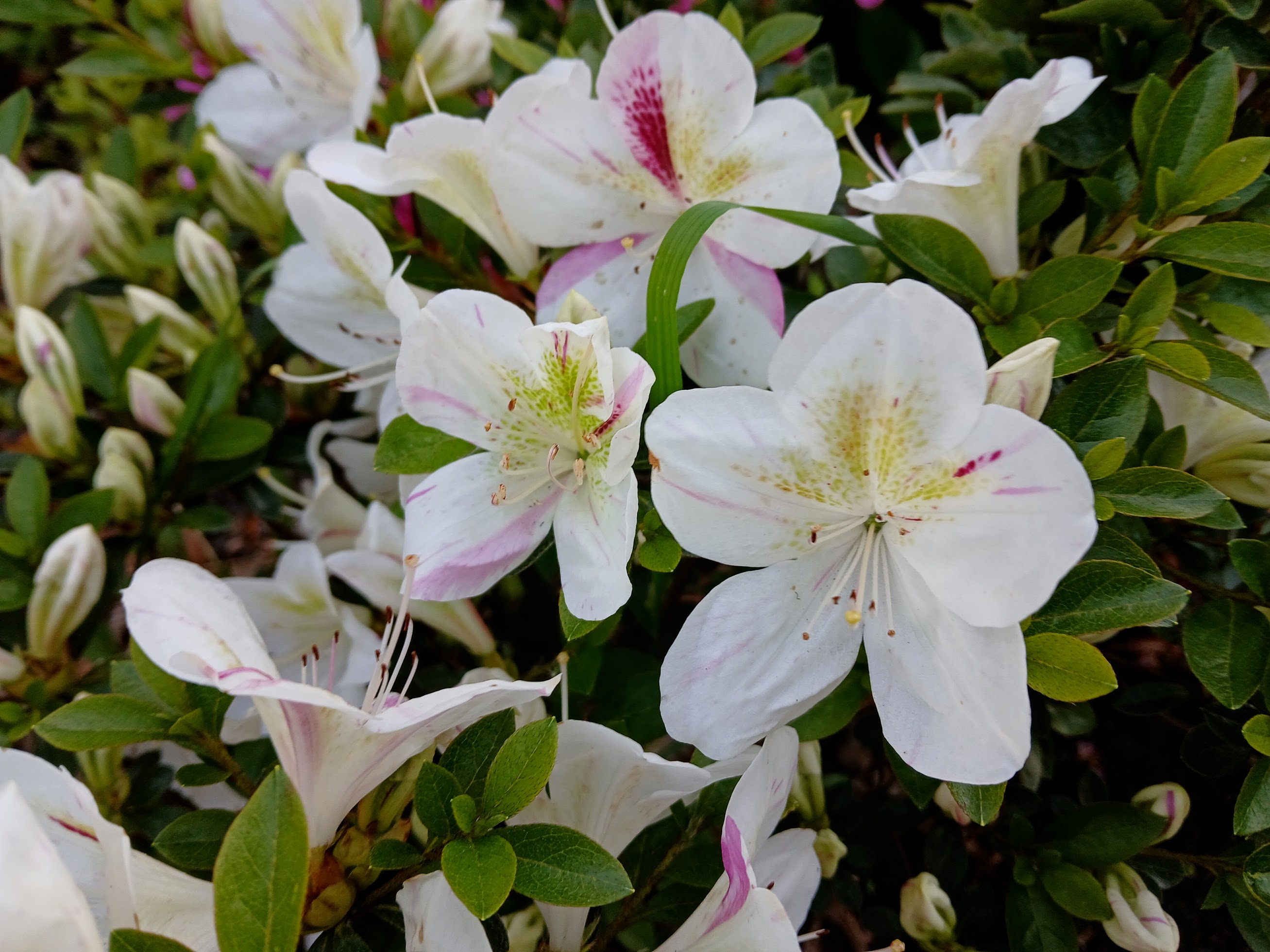 HnMl10 Nijland azalea flowers