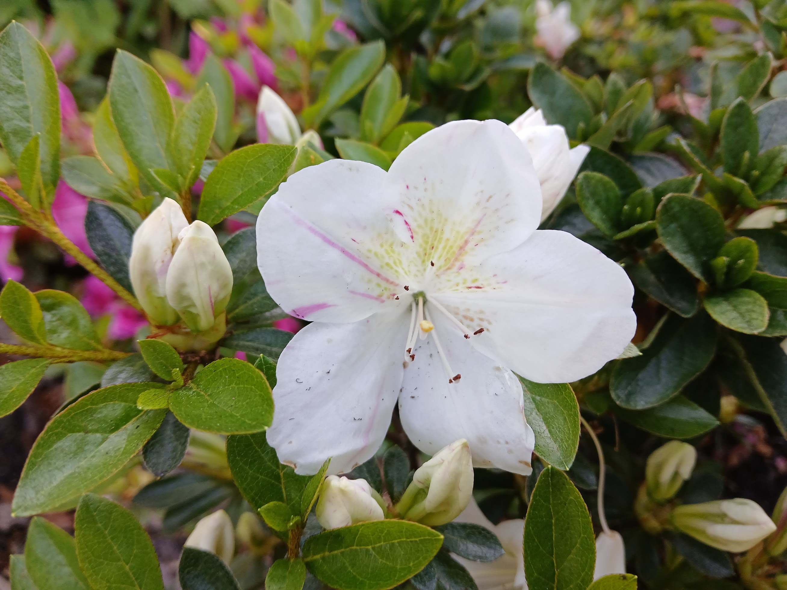 HnMl10 Nijland azalea flowers