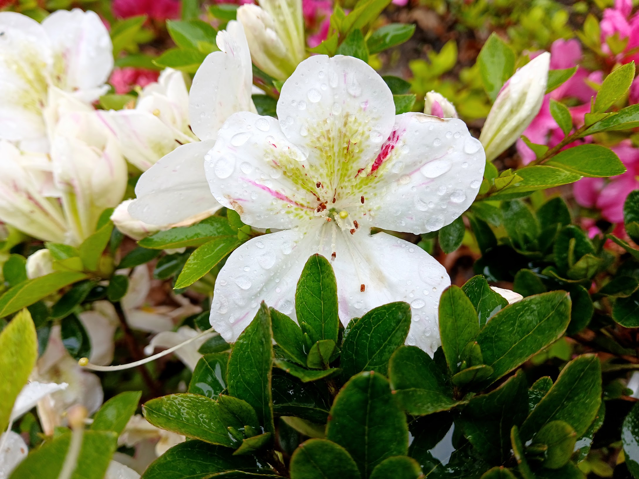 HnMl10 Nijland azalea flowers