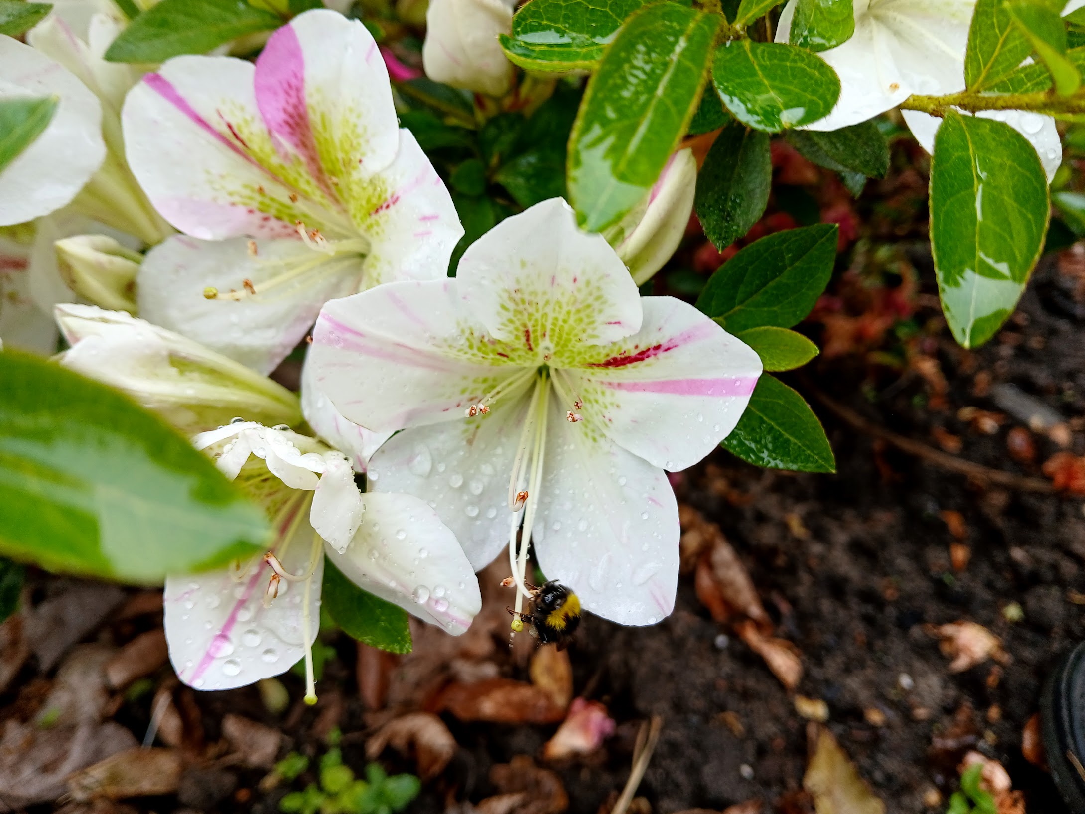 HnMl10 Nijland azalea flowers