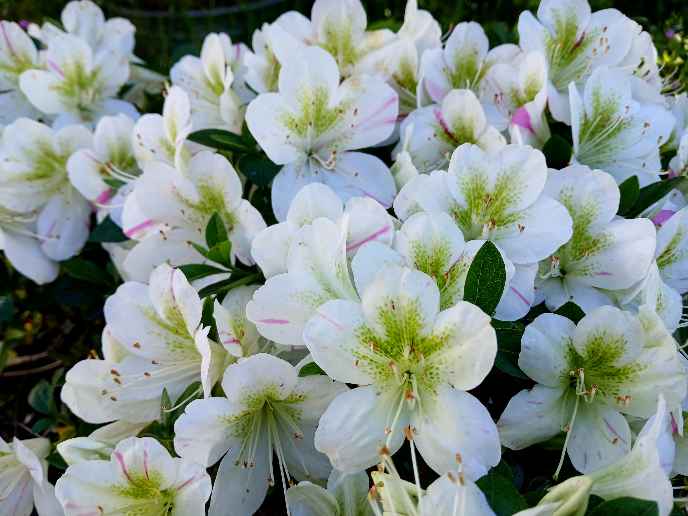 HnMl10 Nijland azalea flowers