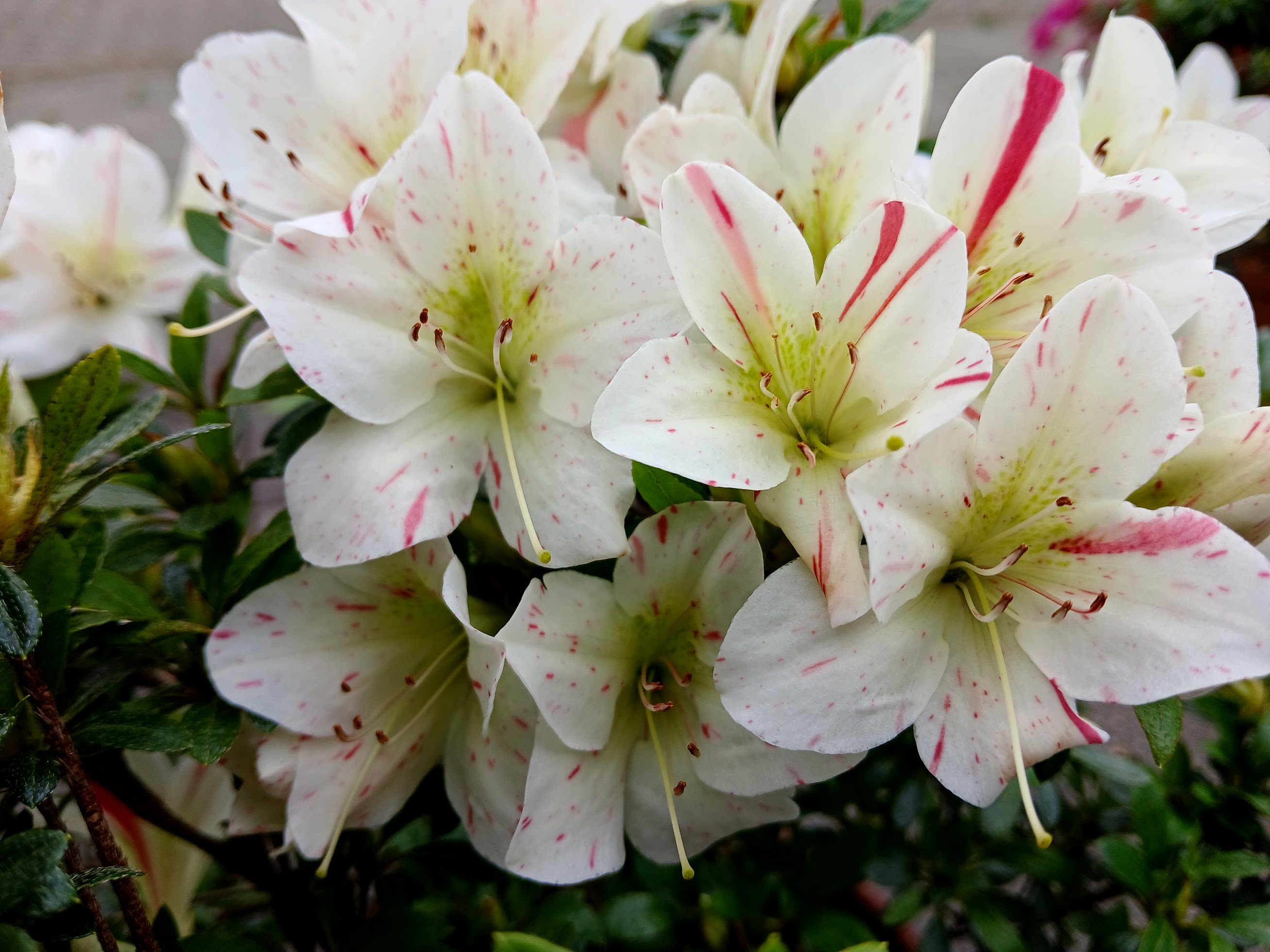 Hne5 Nijland azalea flowers