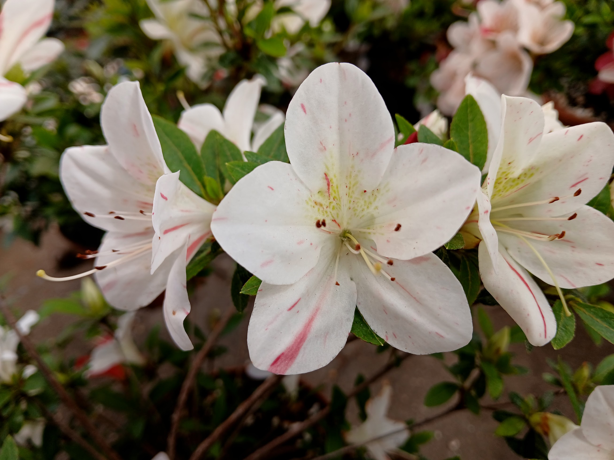 Hne5 Nijland azalea flowers