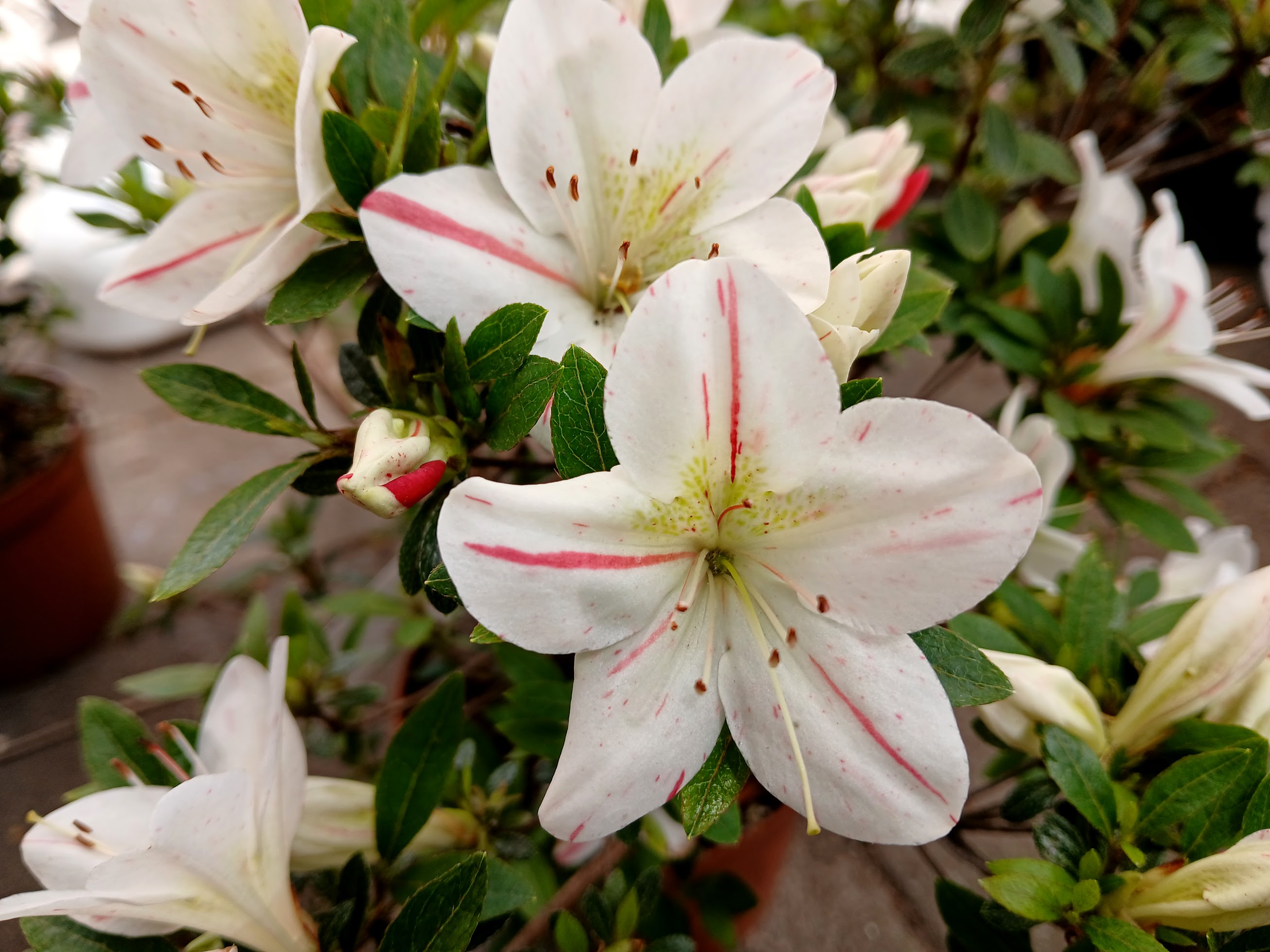 Hne5 Nijland azalea flowers