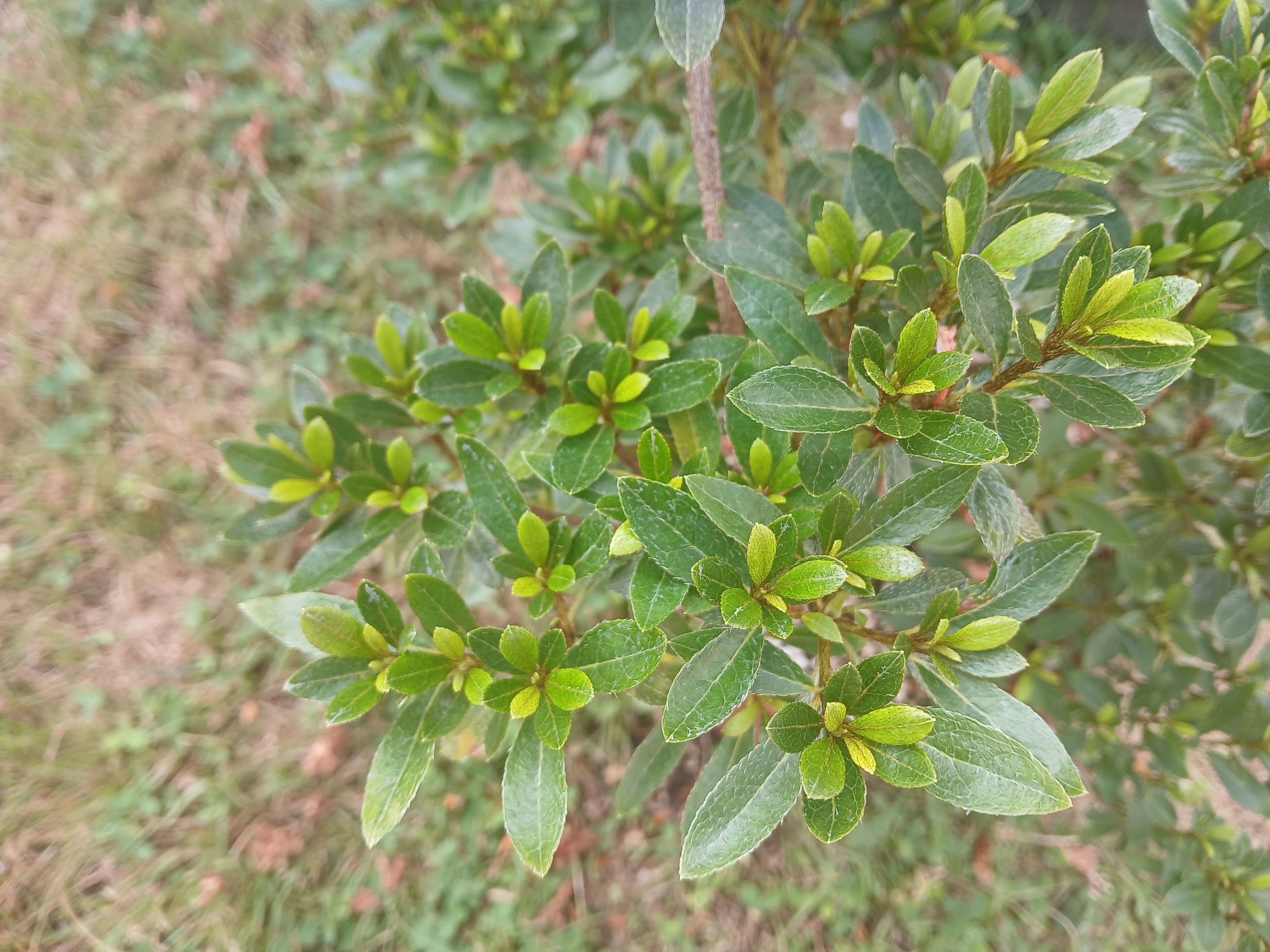 Hne5 Nijland azalea flowers