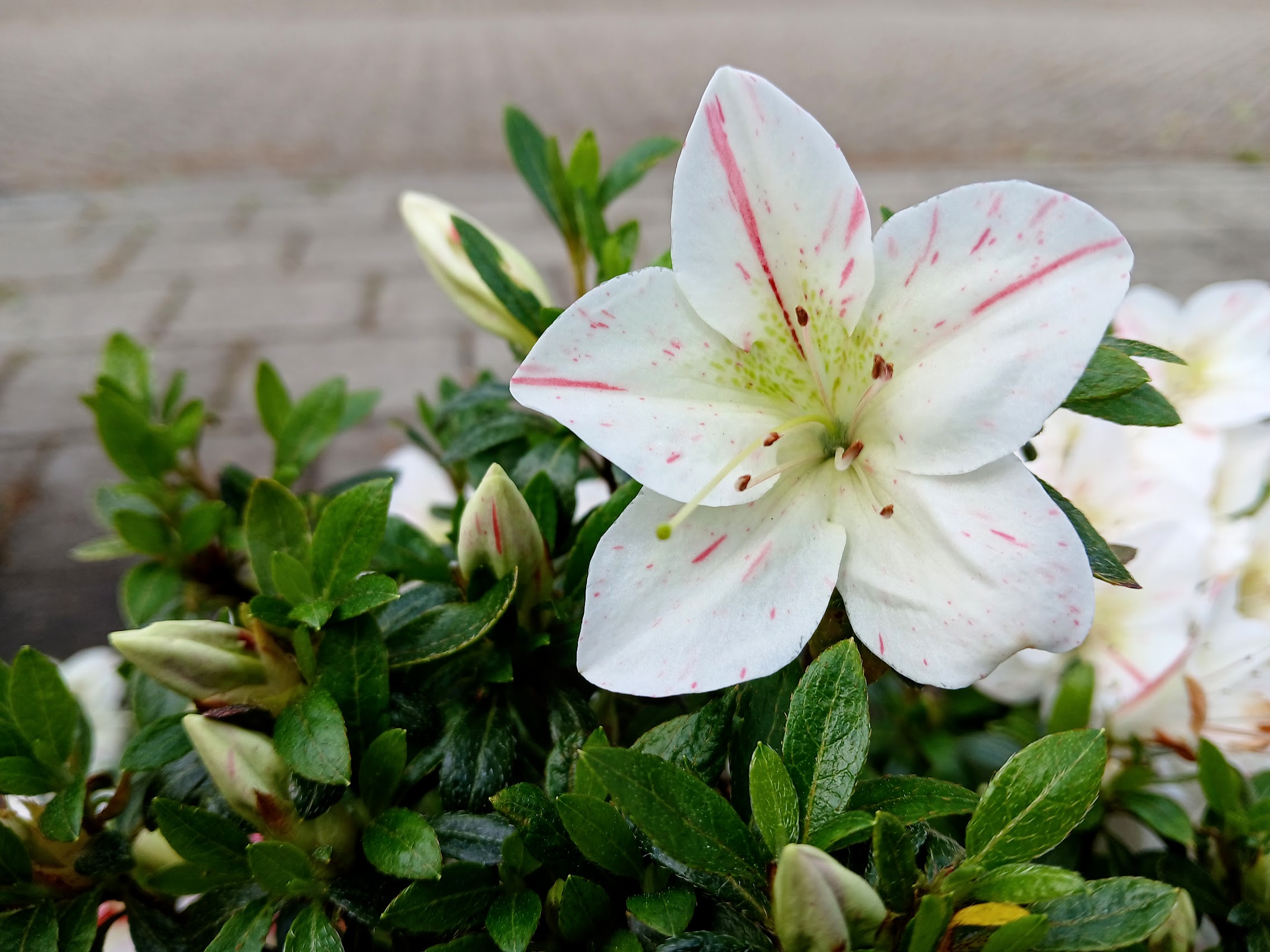 Hne5 Nijland azalea flowers
