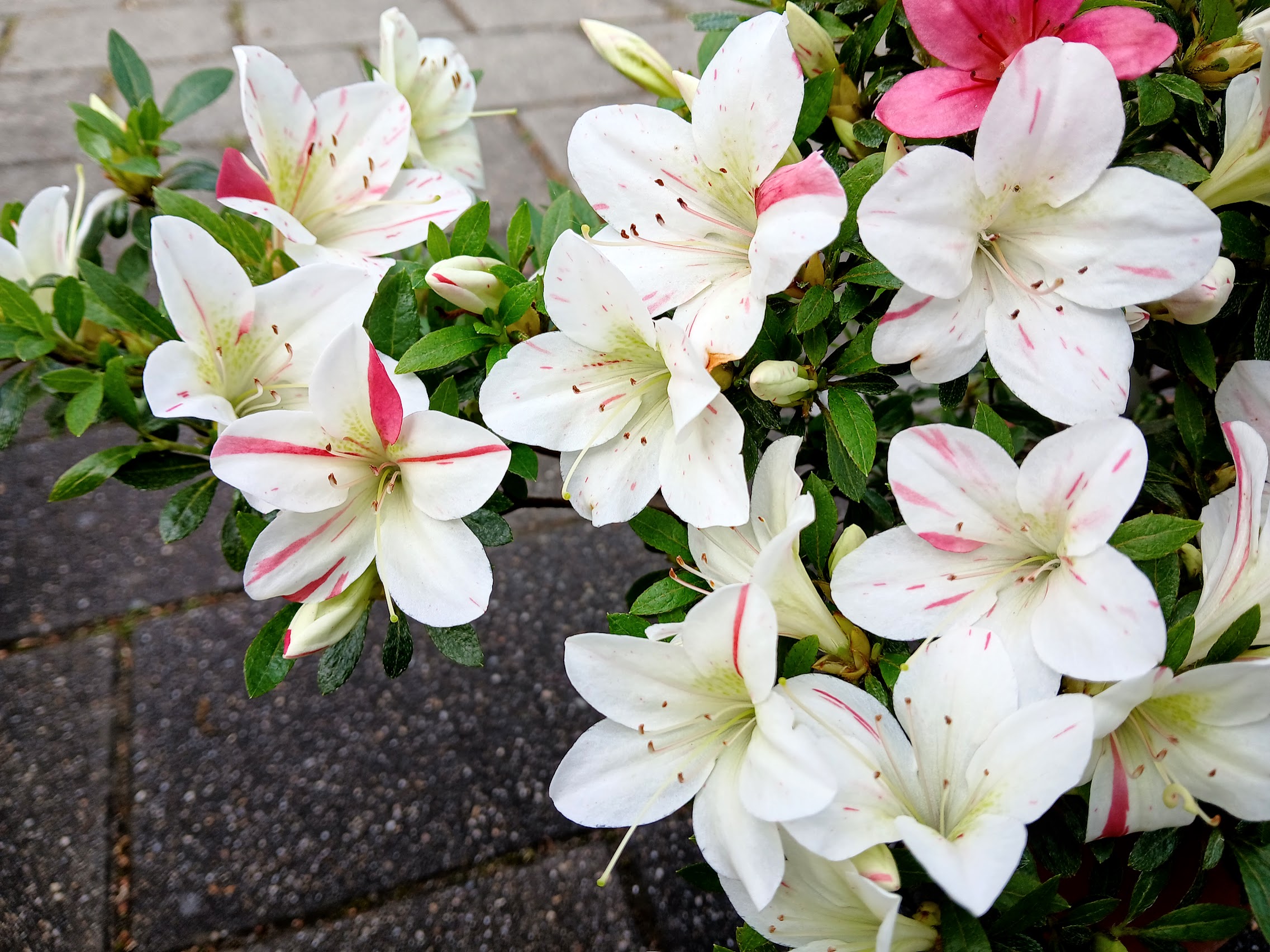 Hne5 Nijland azalea flowers
