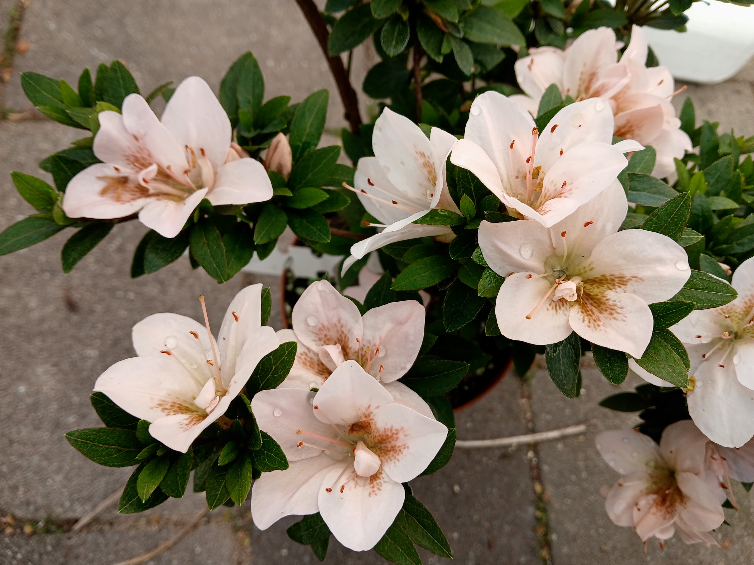 Hne4 Nijland azalea flowers
