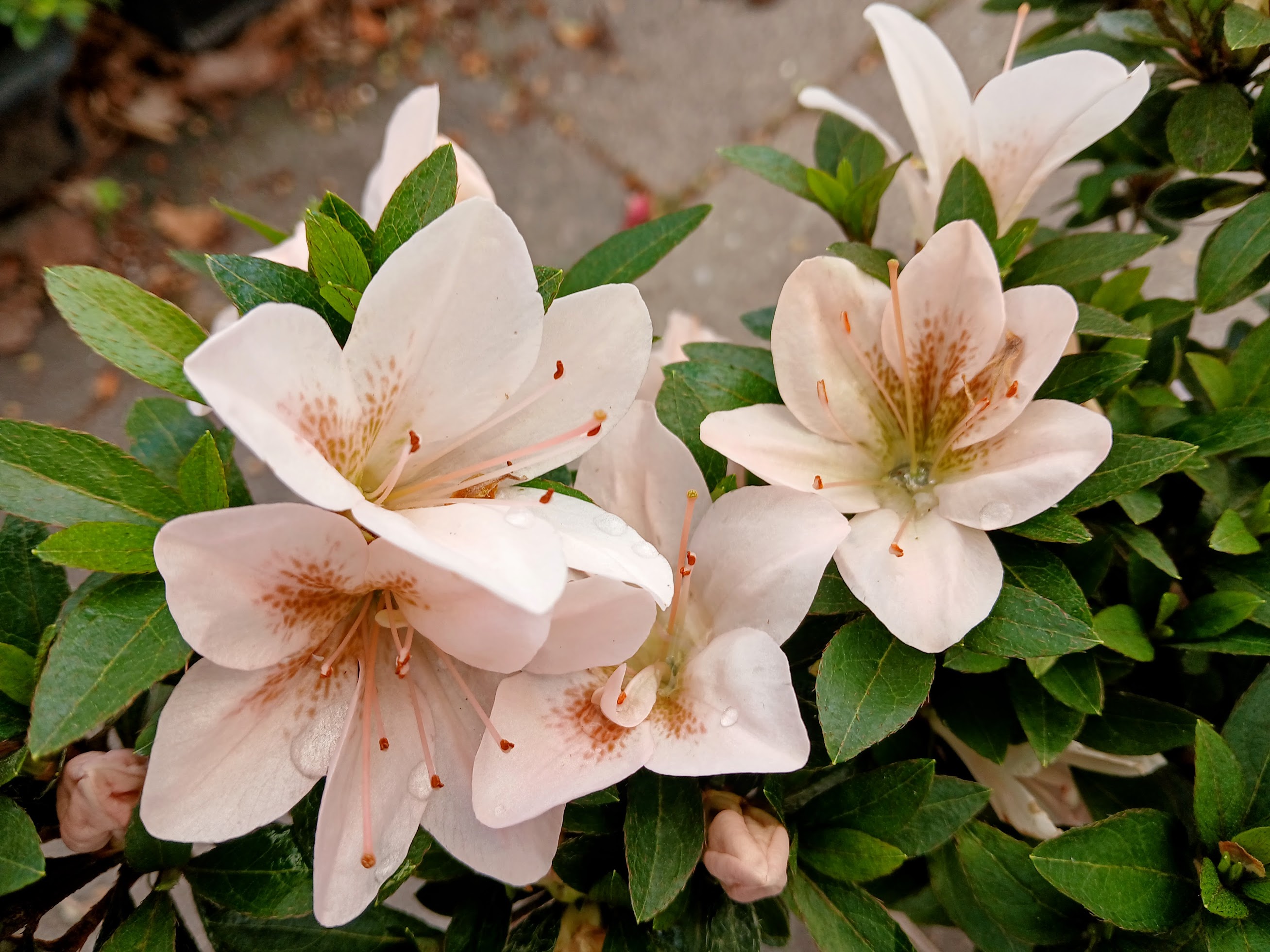 Hne4 Nijland azalea flowers