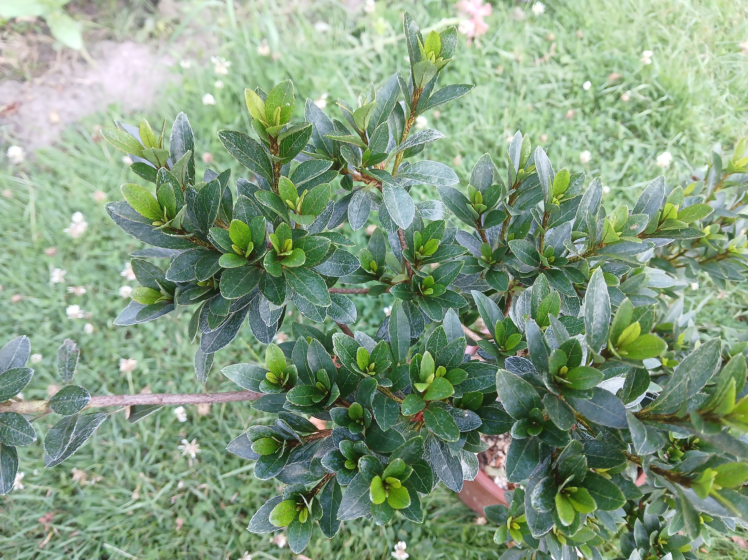 Hne4 Nijland azalea flowers