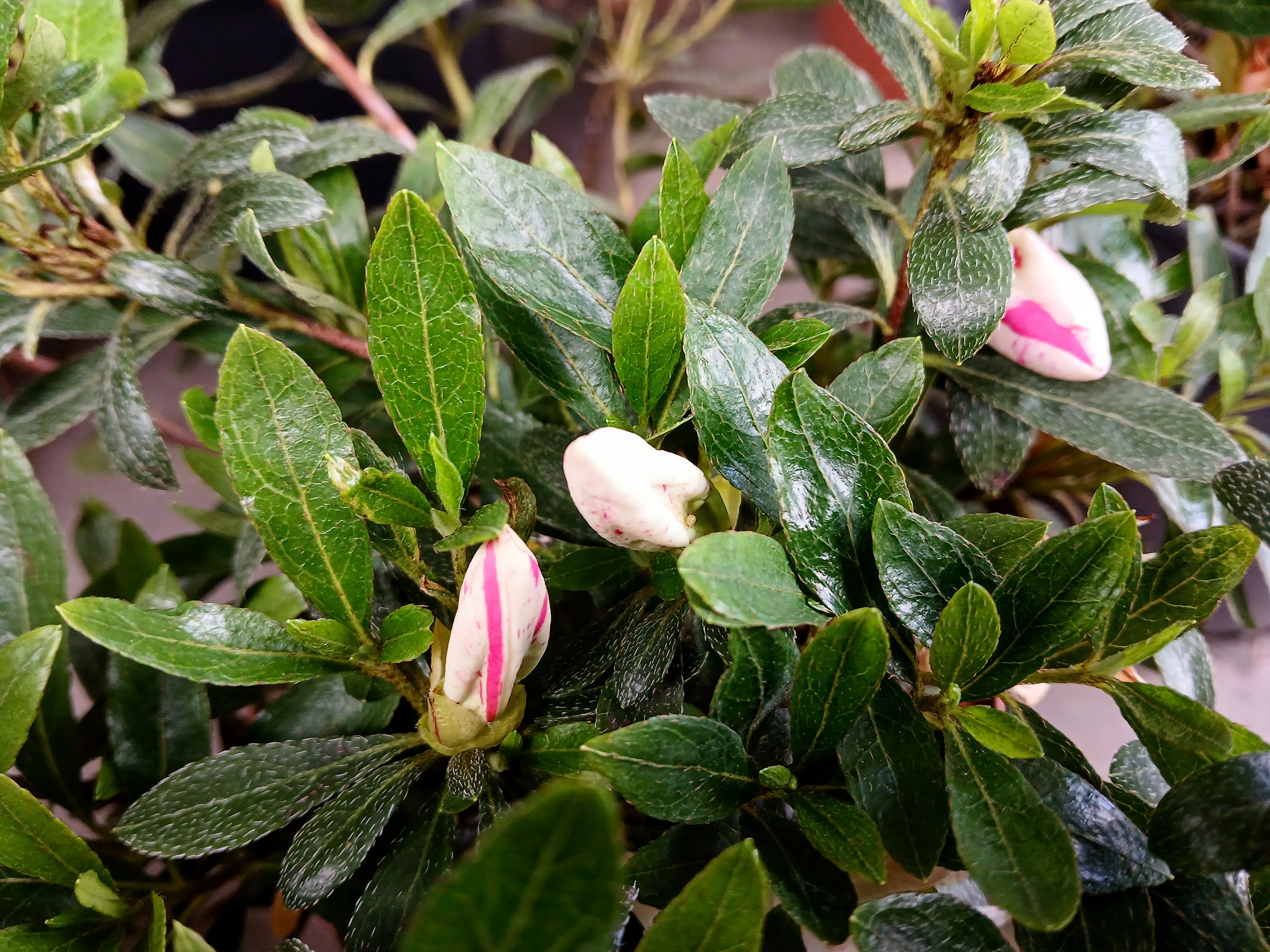 Kae1 Nijland azalea flowers
