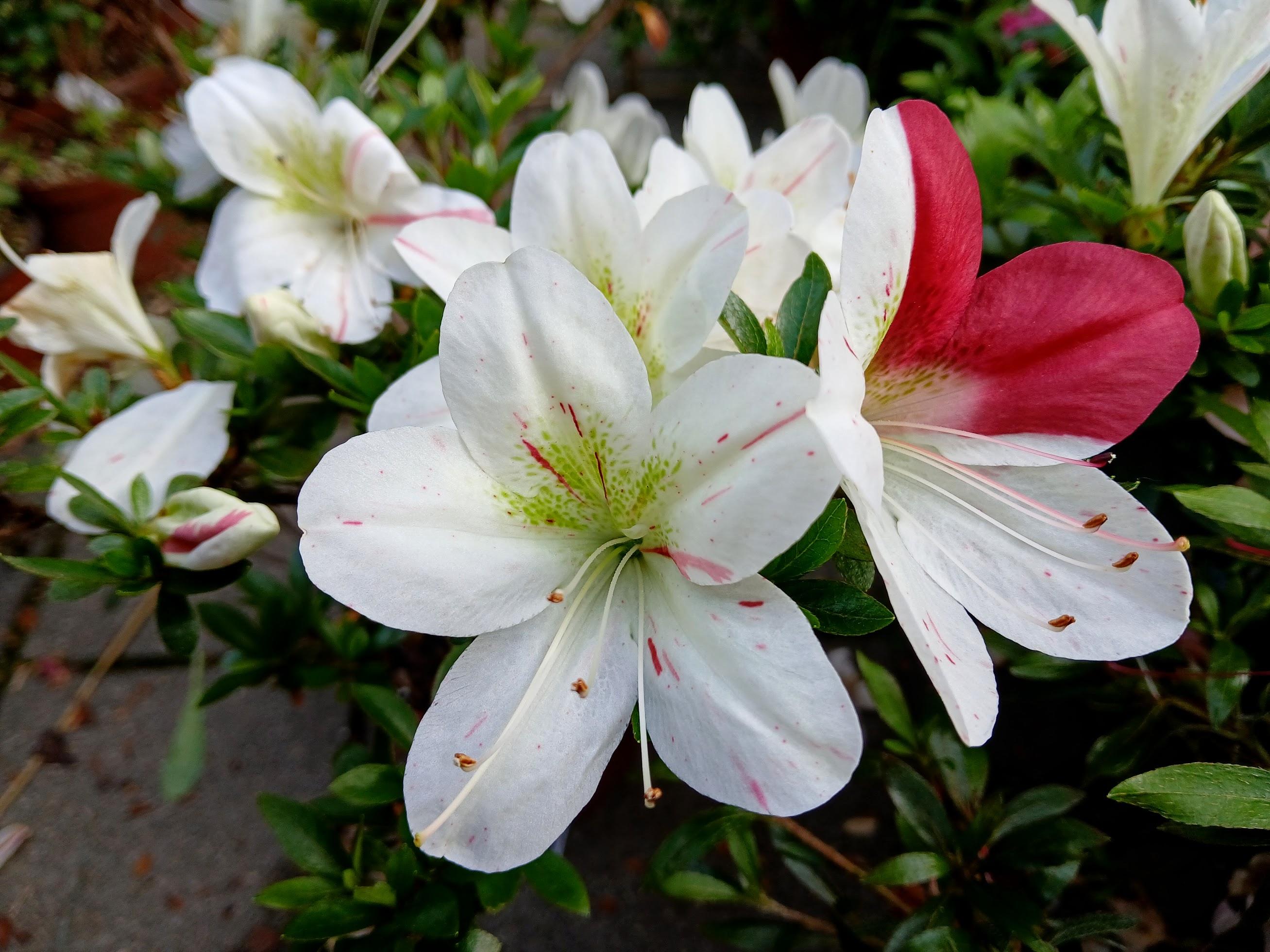 KiHn2 Nijland azalea flowers