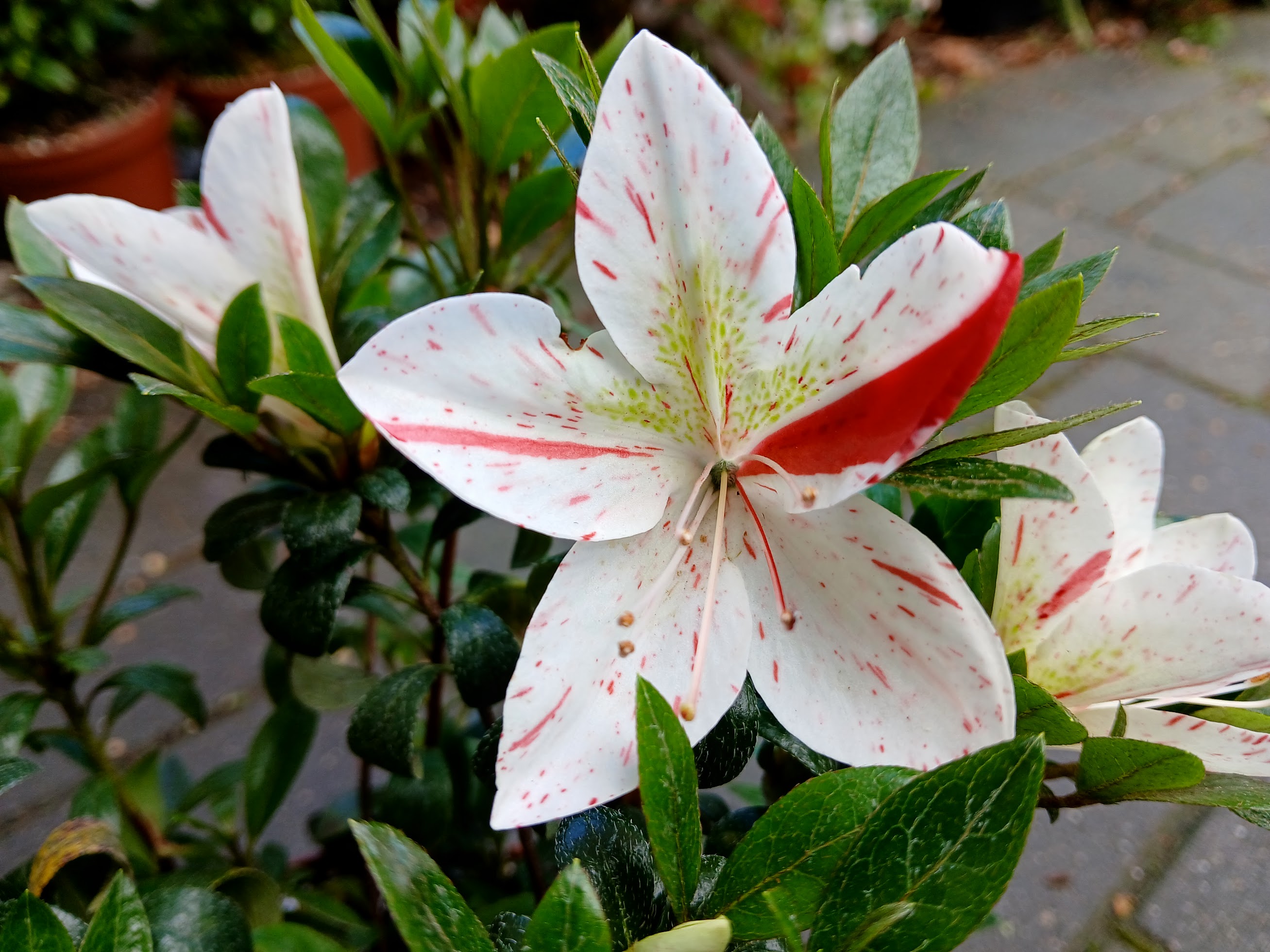 KiHn2 Nijland azalea flowers