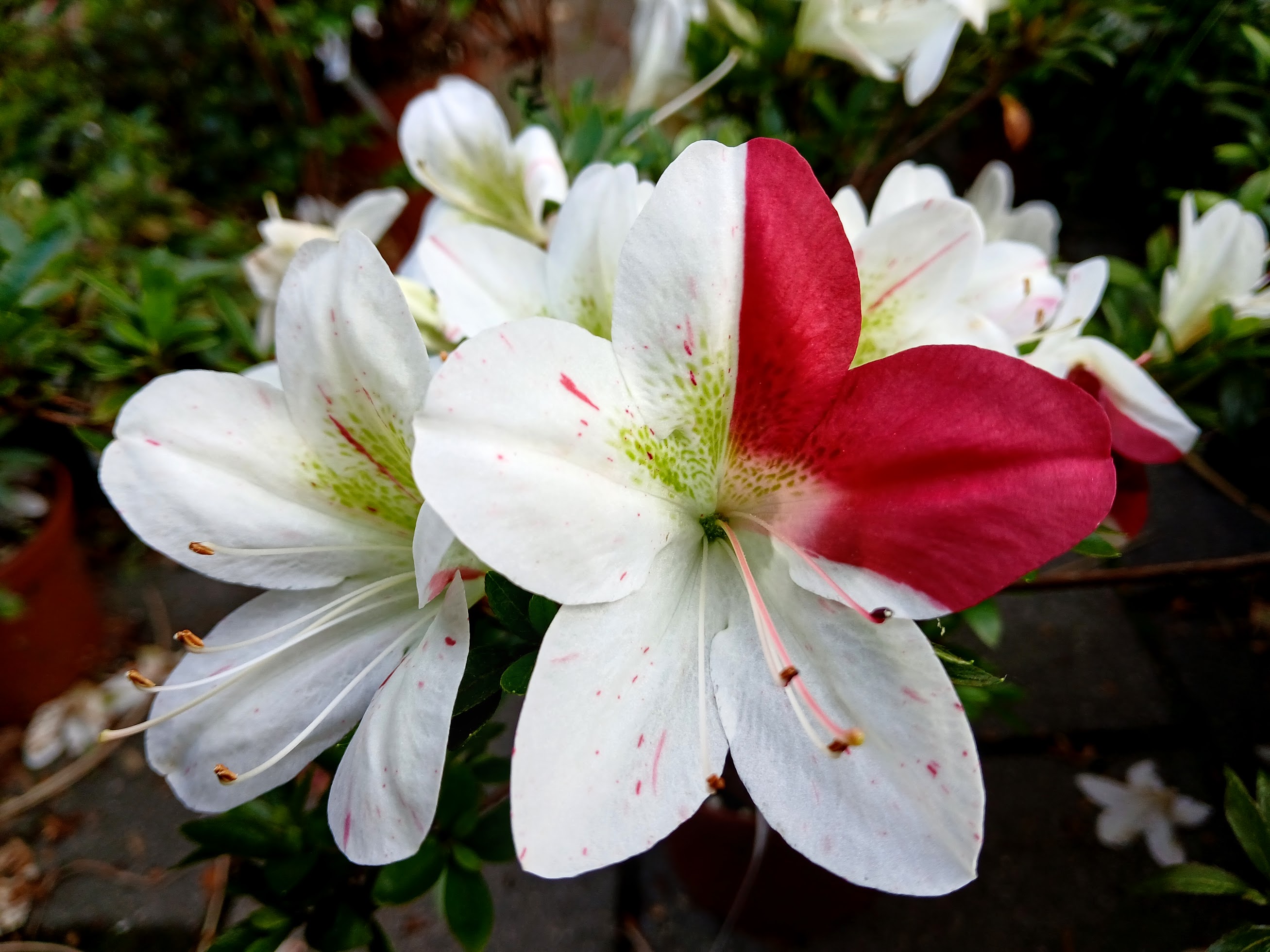 KiHn2 Nijland azalea flowers