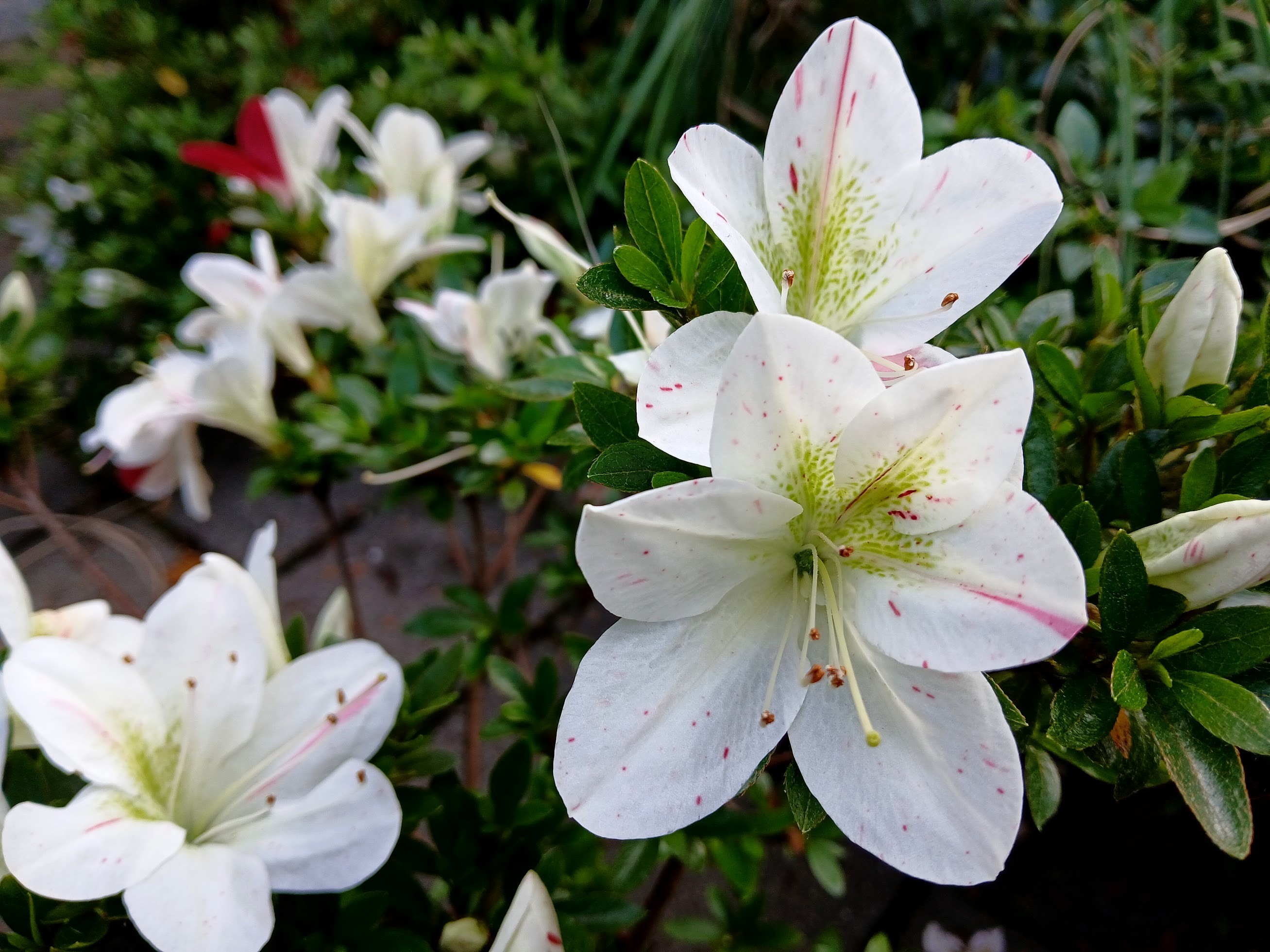 KiHn2 Nijland azalea flowers