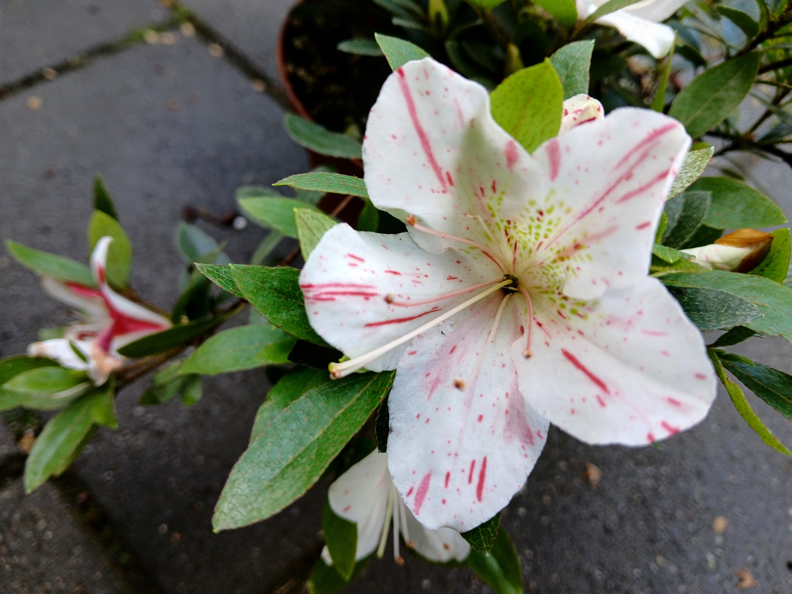 We1Hn2 Nijland azalea flowers