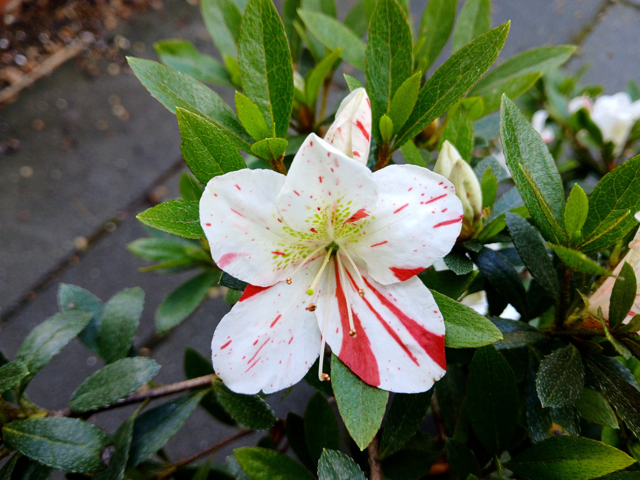 We1Hn2 Nijland azalea flowers