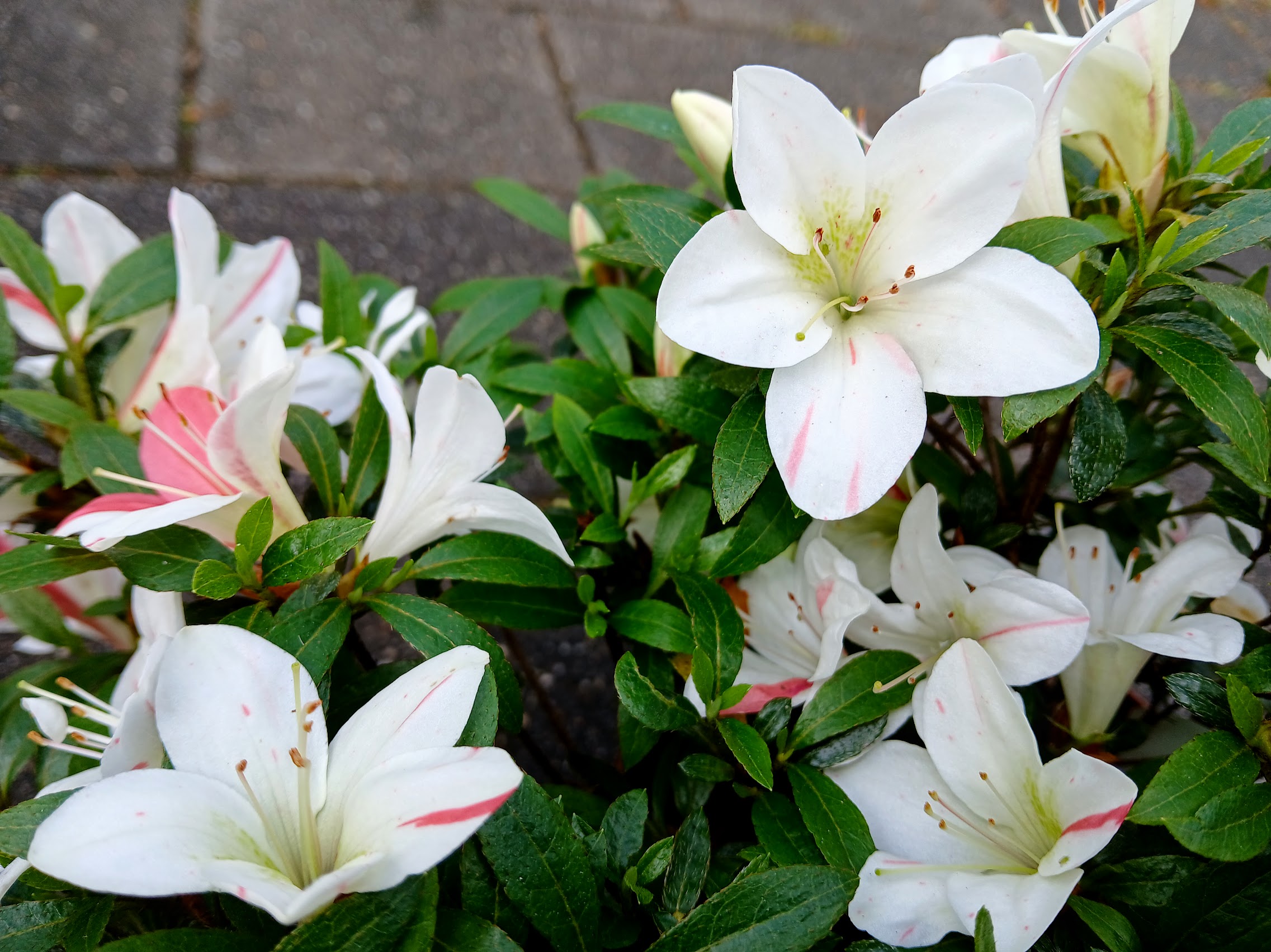 Hne6 Nijland azalea flowers