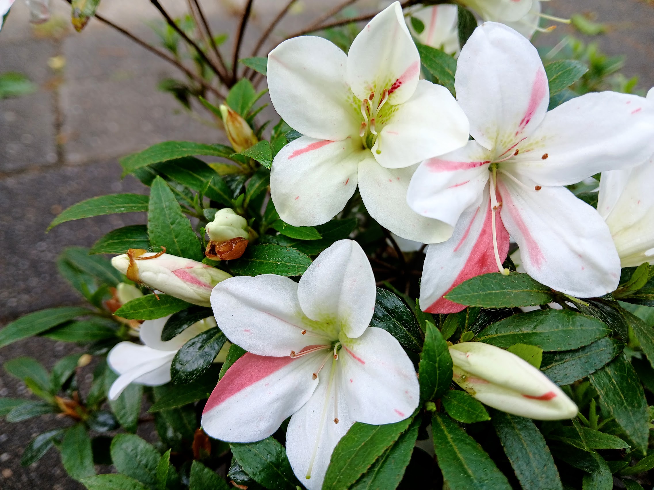 Hne6 Nijland azalea flowers