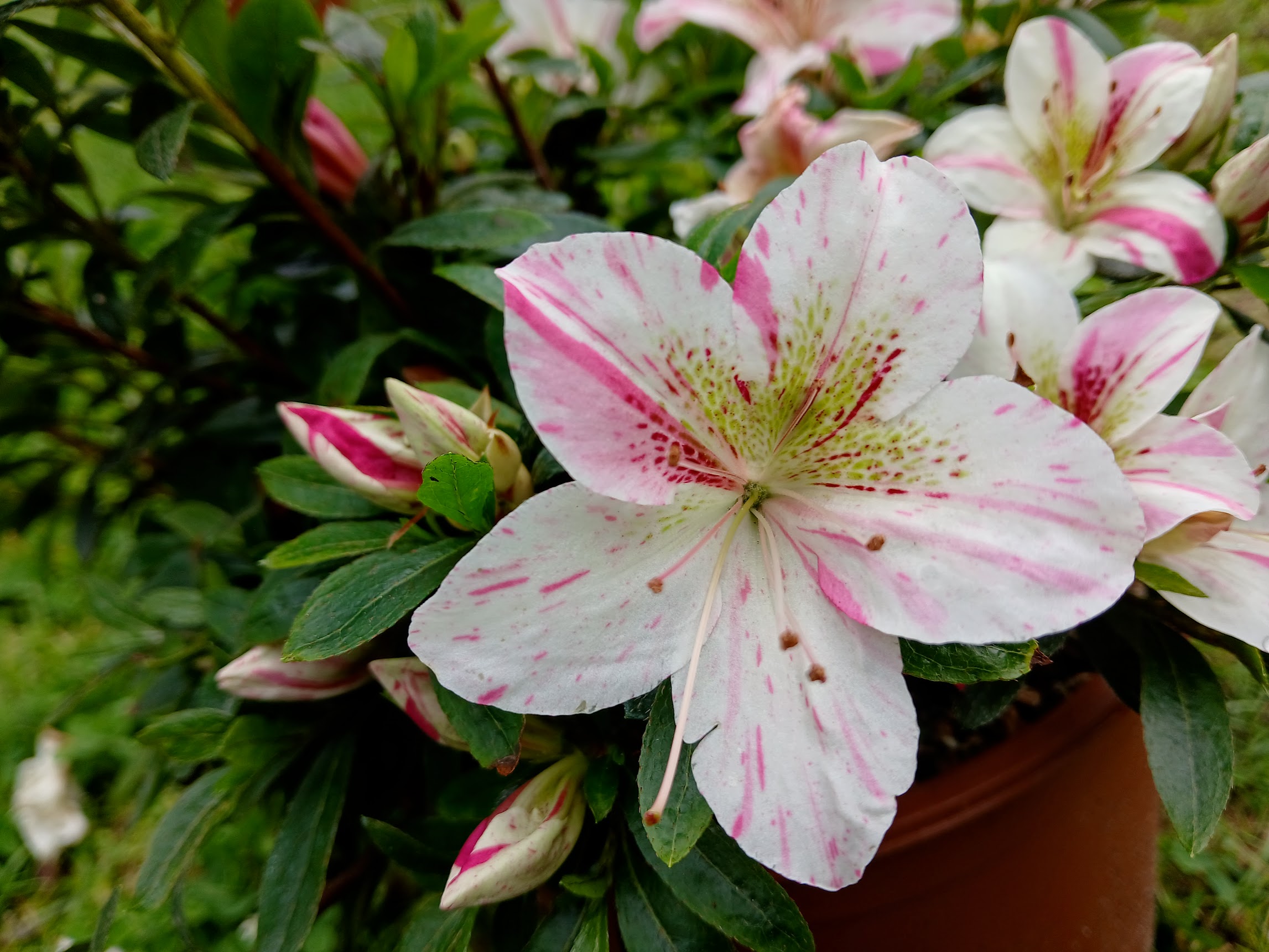 uHn2 Nijland azalea flowers