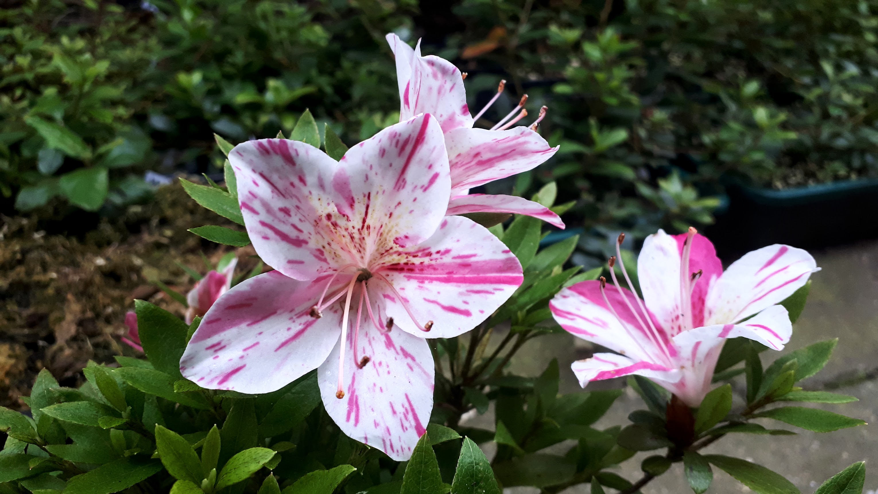uHn2 Nijland azalea flowers