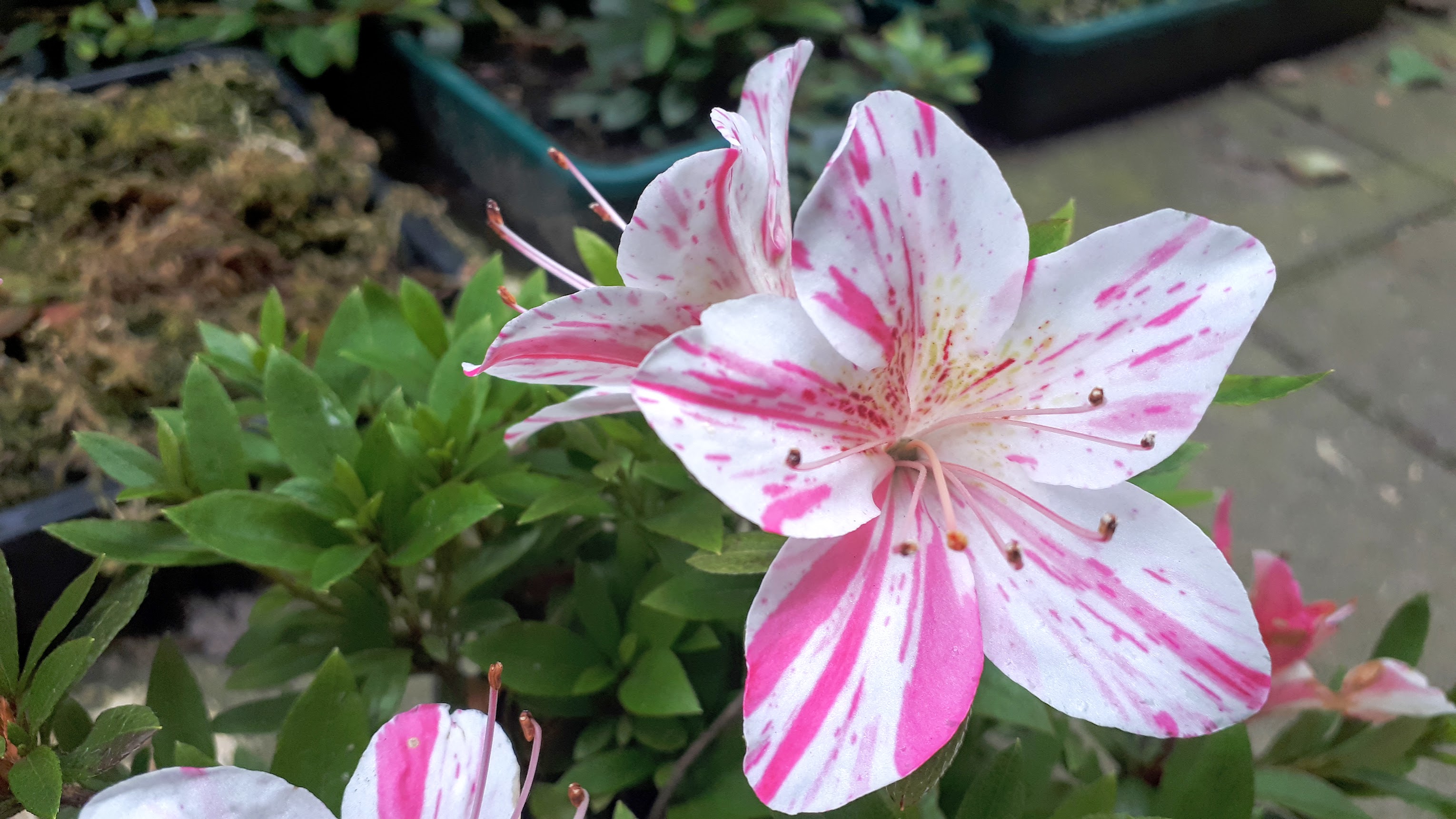 uHn2 Nijland azalea flowers