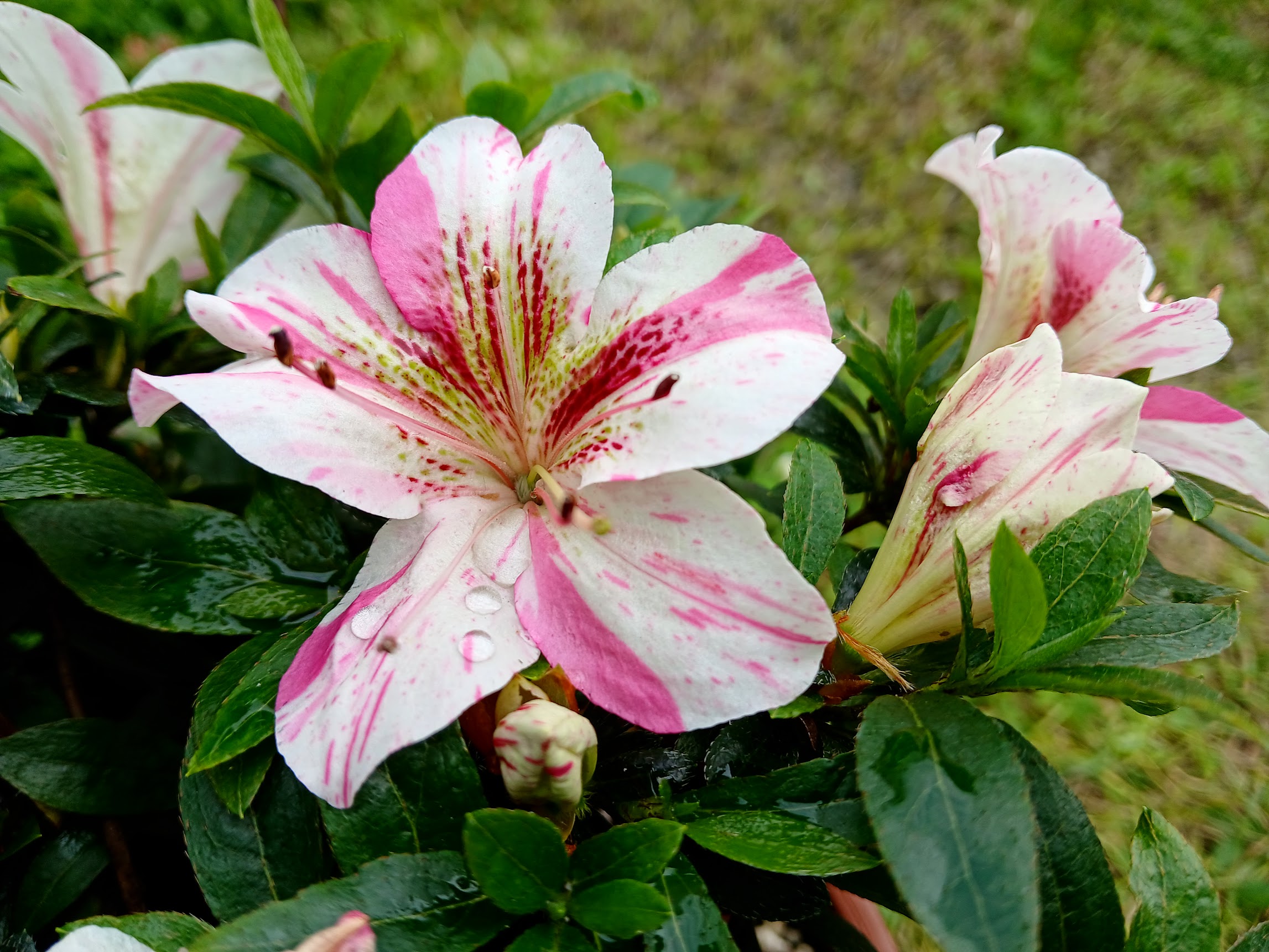 uHn2 Nijland azalea flowers
