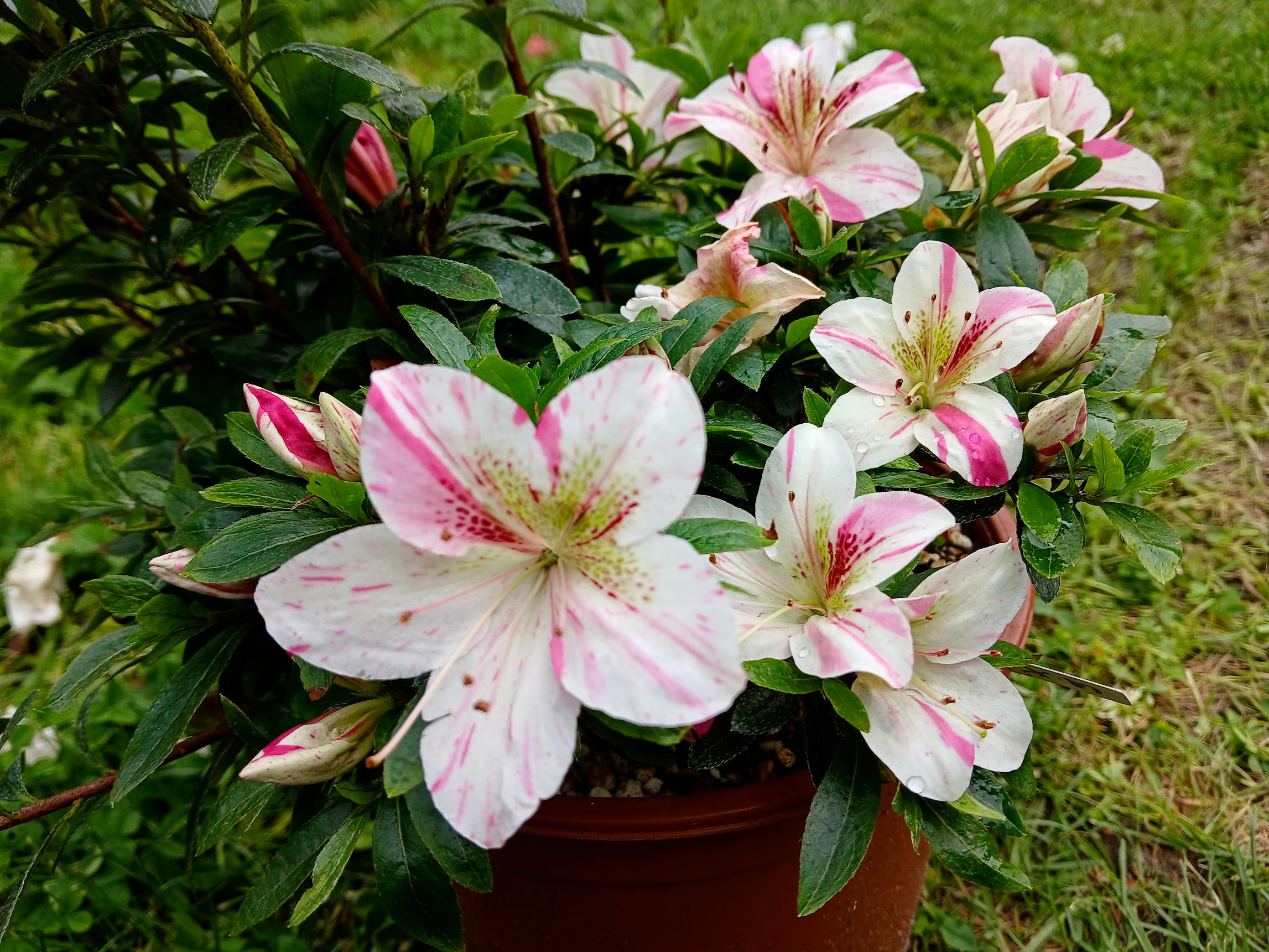 uHn2 Nijland azalea flowers