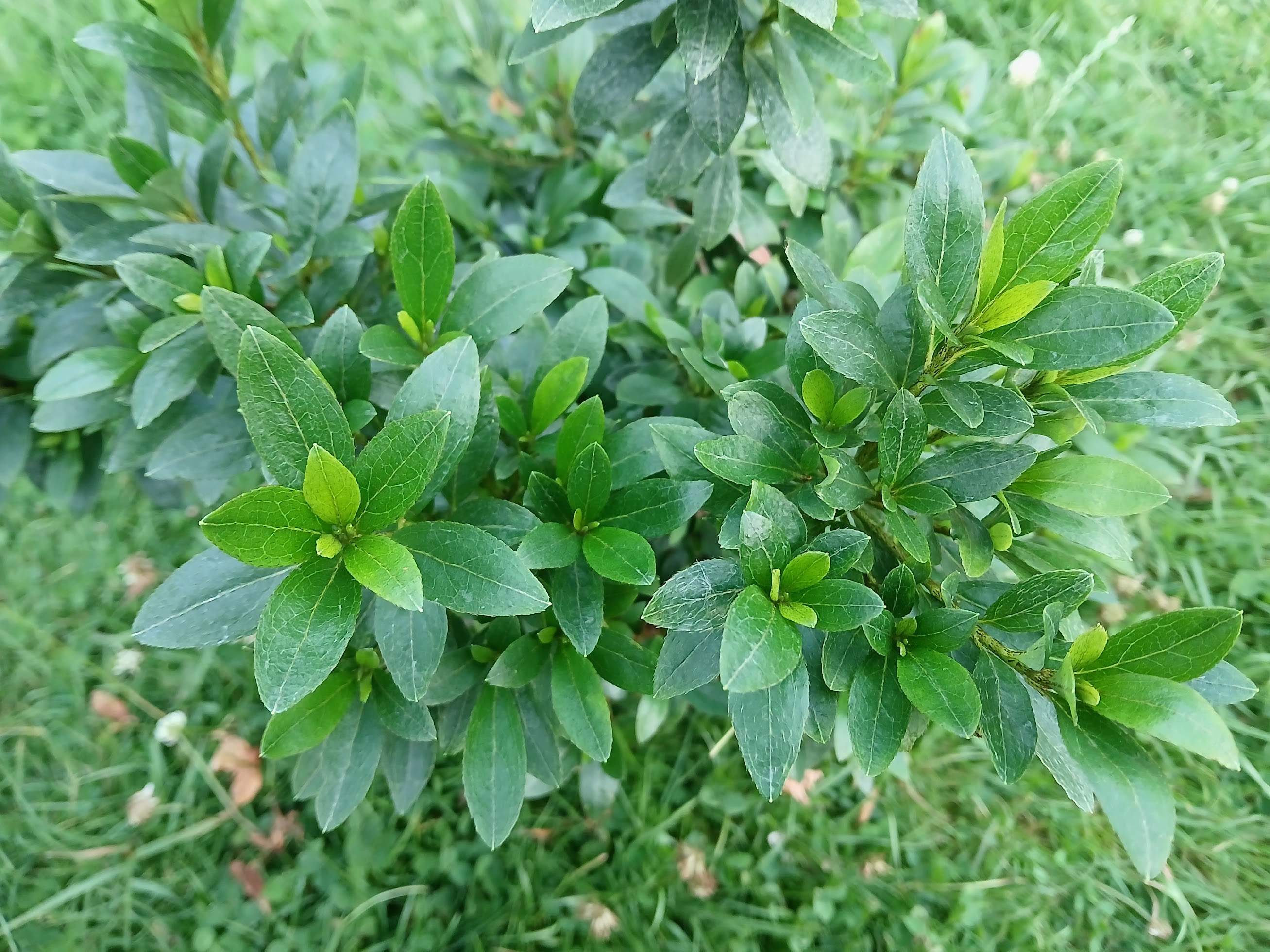 uHn2 Nijland azalea flowers