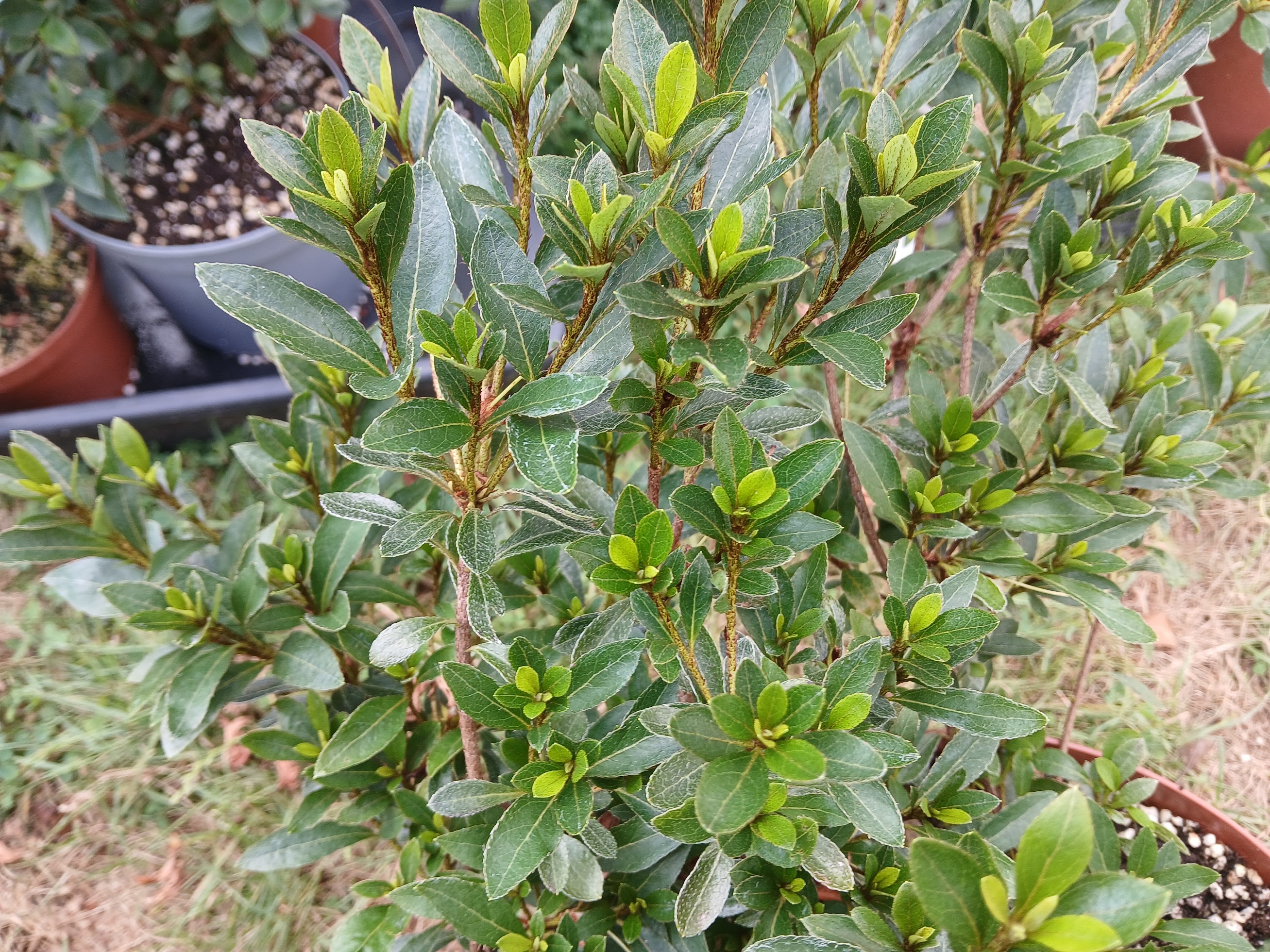 Hne8 Nijland azalea flowers