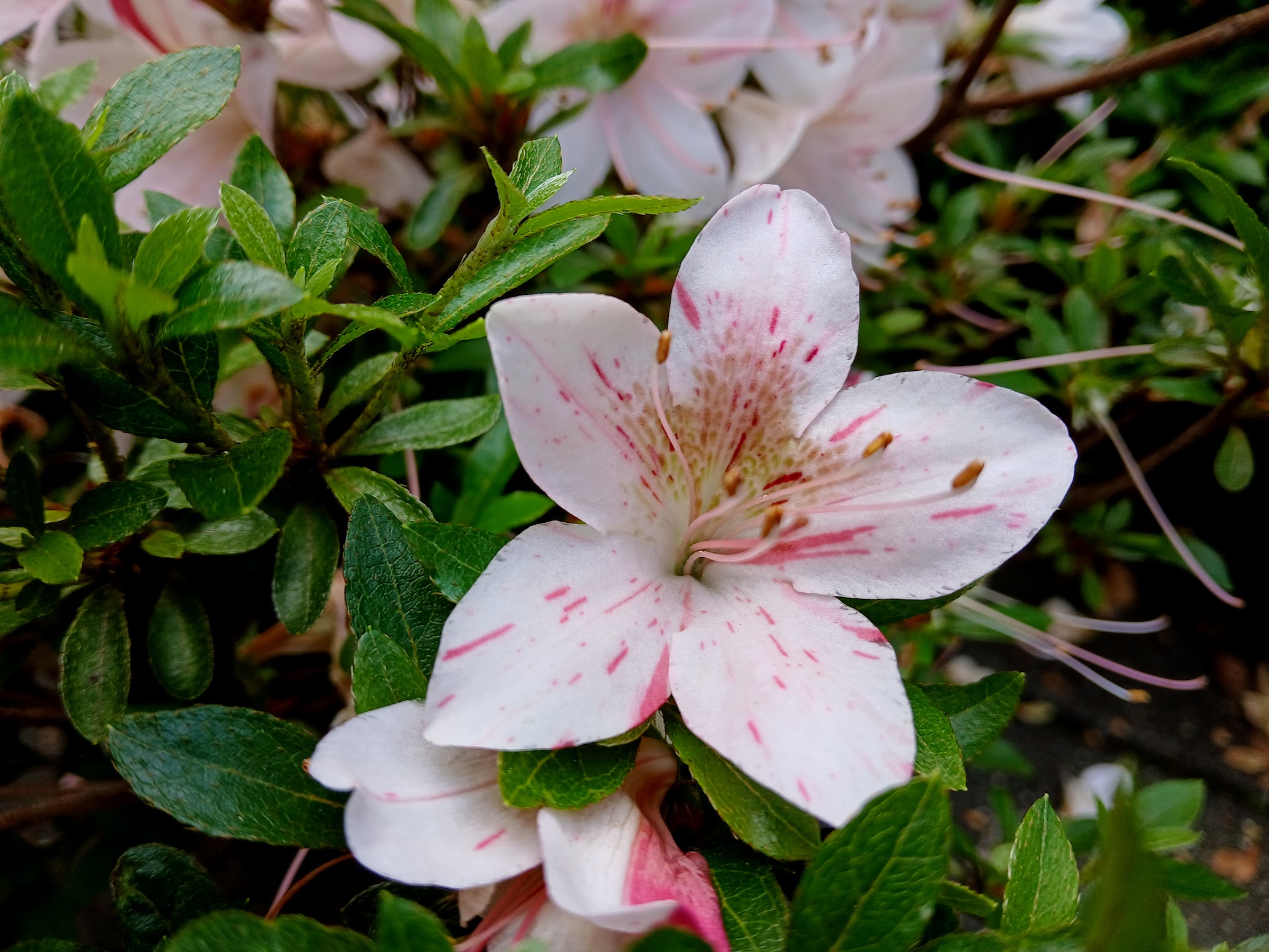 Hne8 Nijland azalea flowers