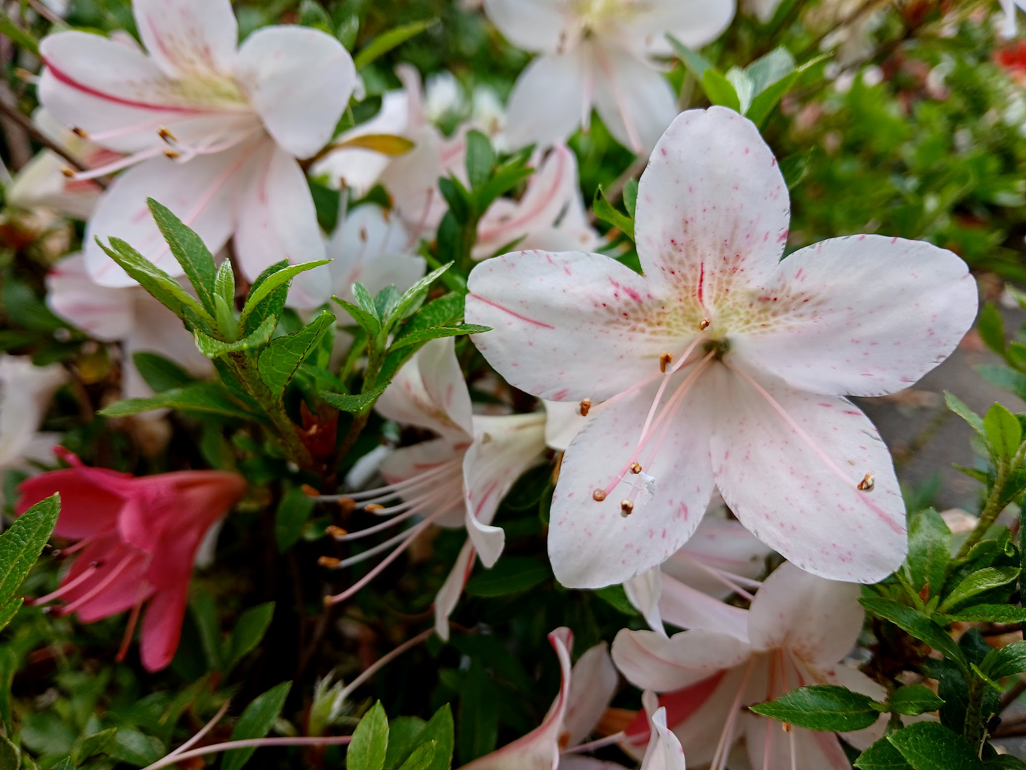 Hne8 Nijland azalea flowers