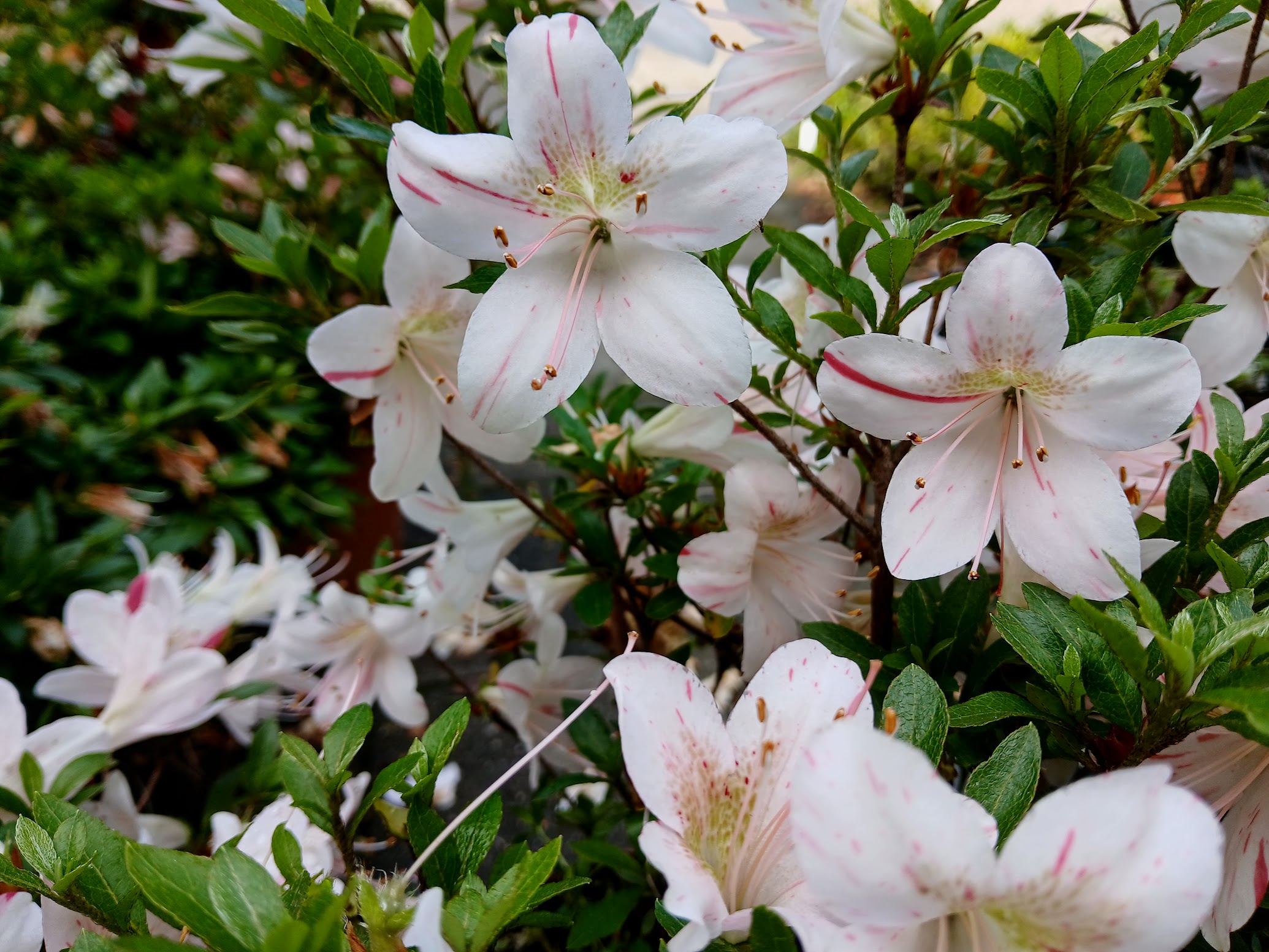 Hne8 Nijland azalea flowers