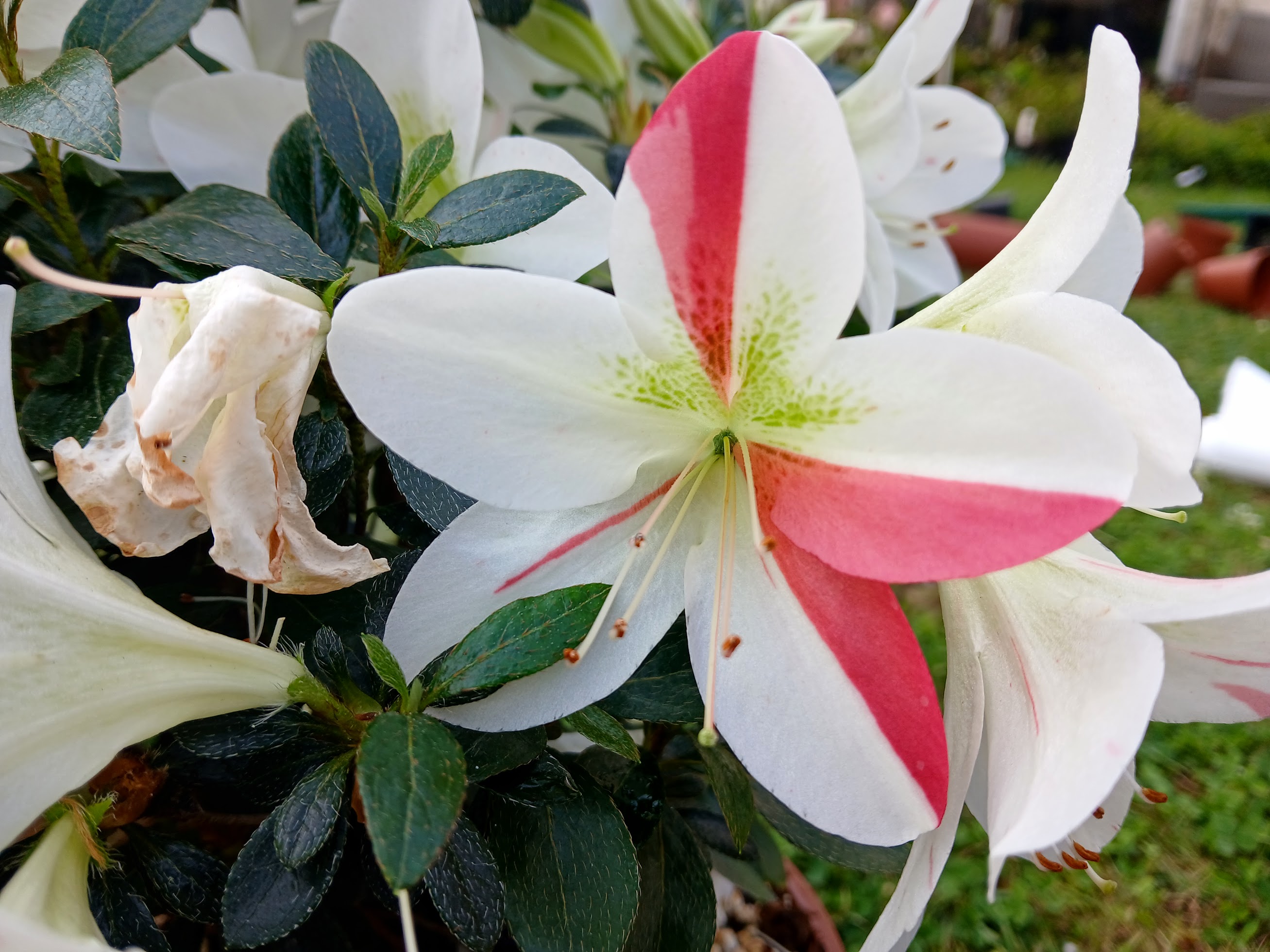 uHn3 Nijland azalea flowers