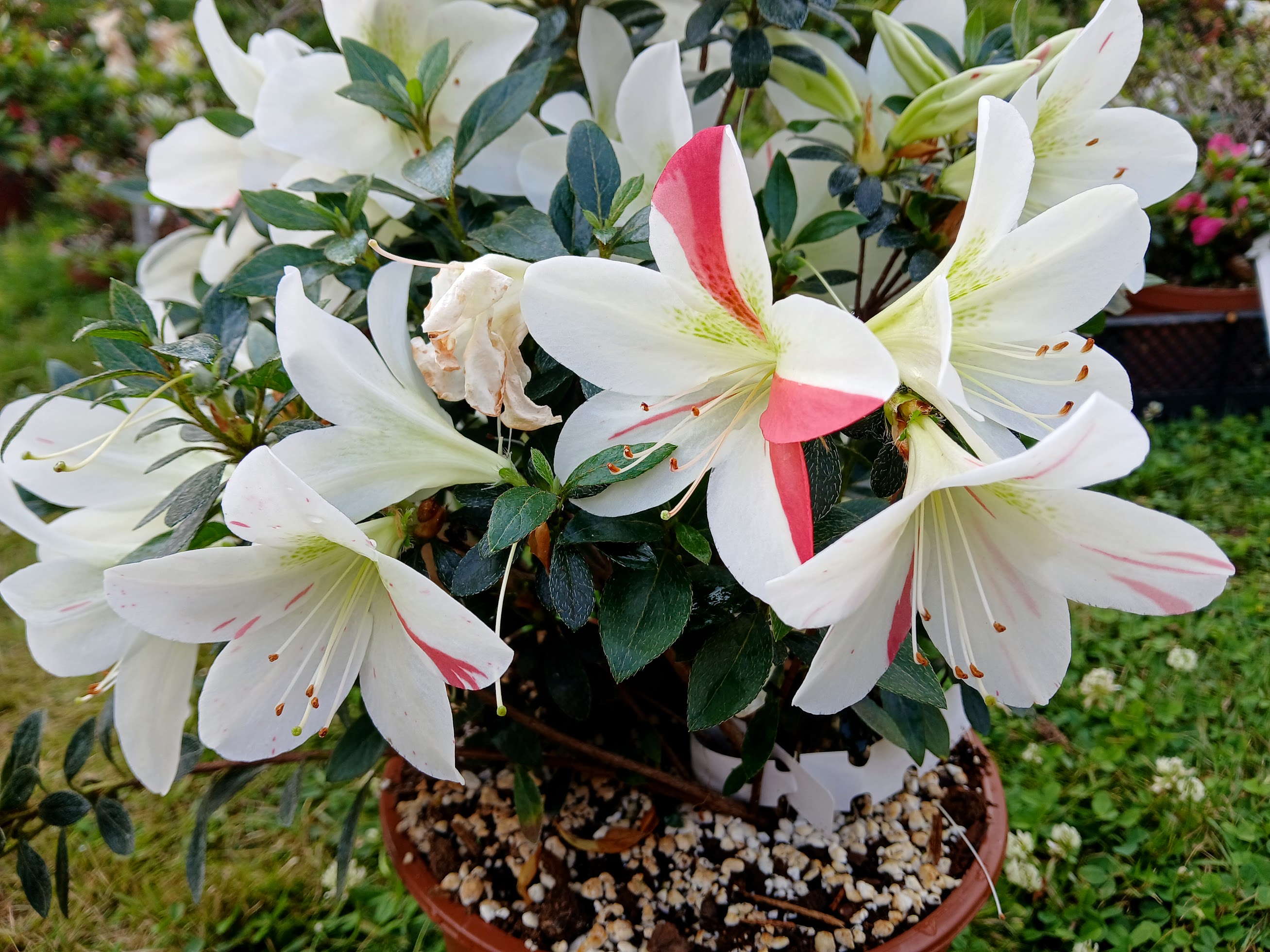 uHn3 Nijland azalea flowers