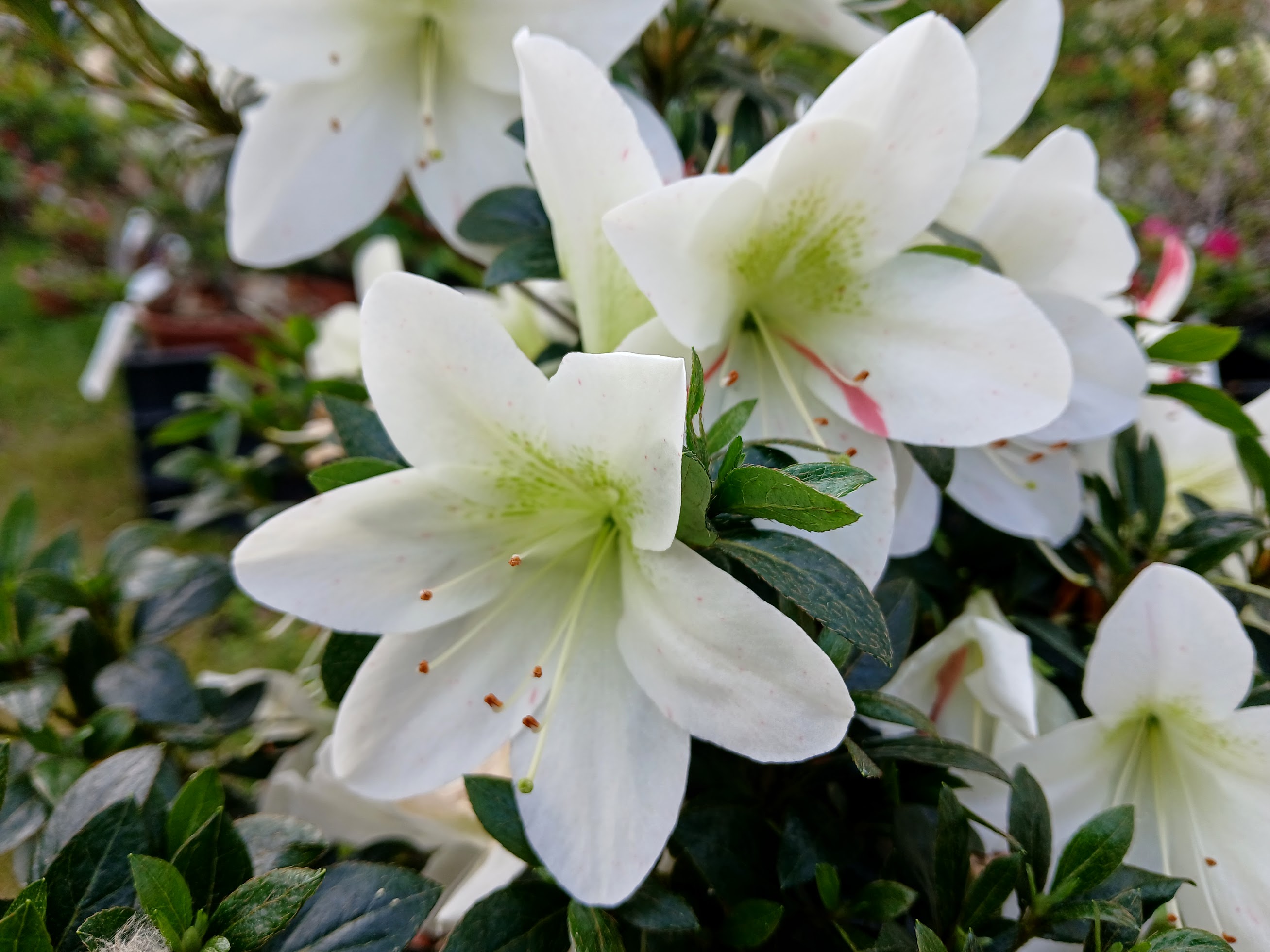 uHn3 Nijland azalea flowers