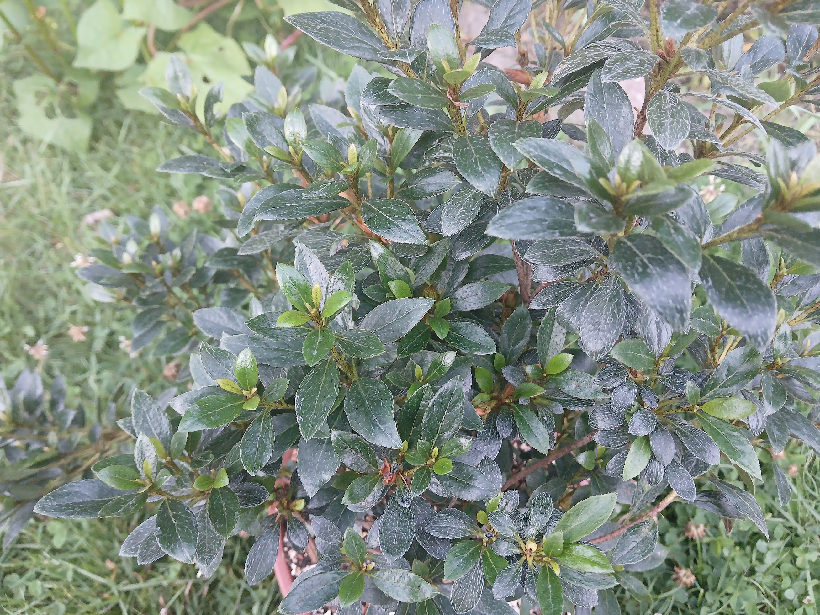 uHn3 Nijland azalea flowers