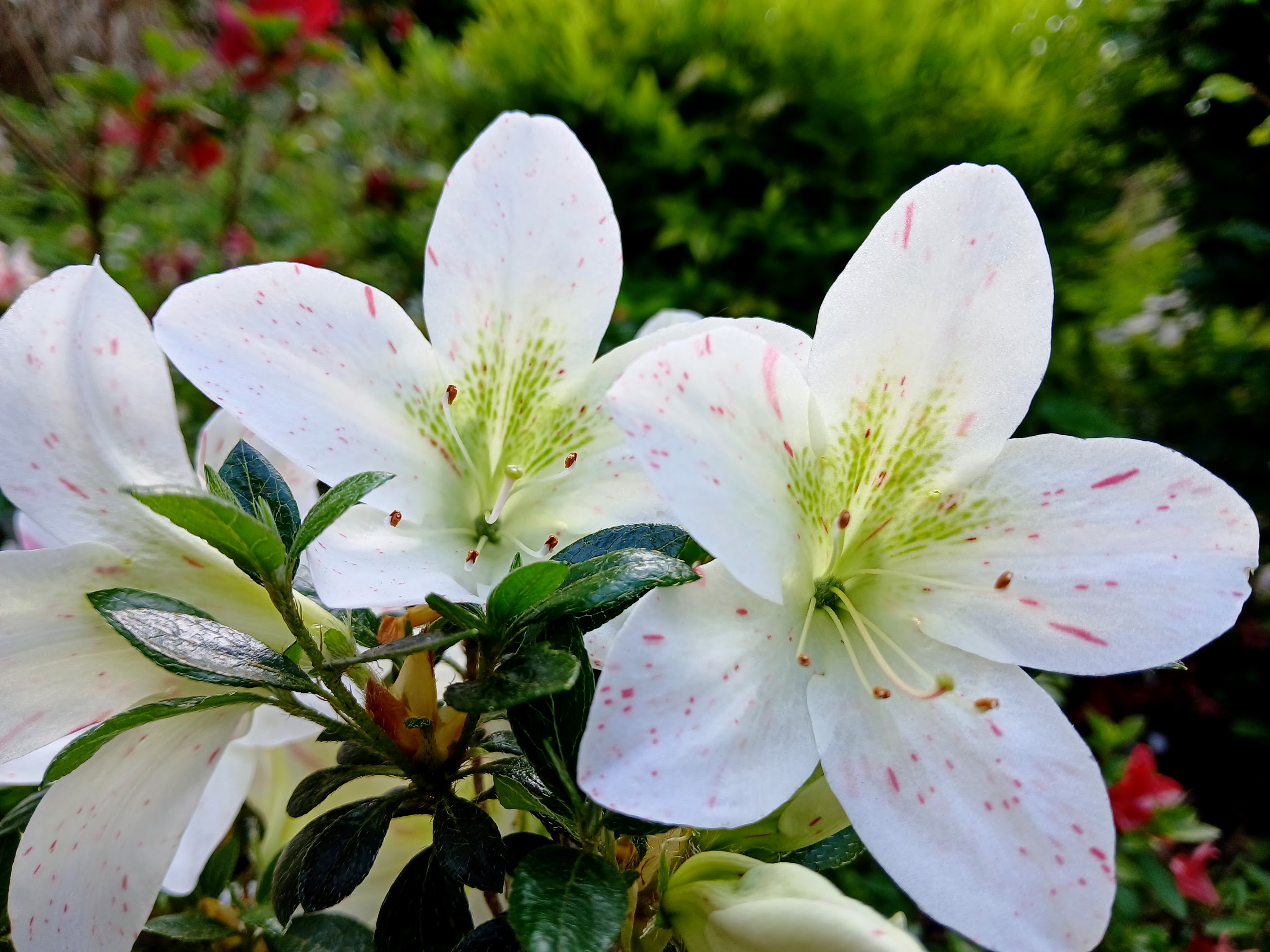 uHn3 Nijland azalea flowers