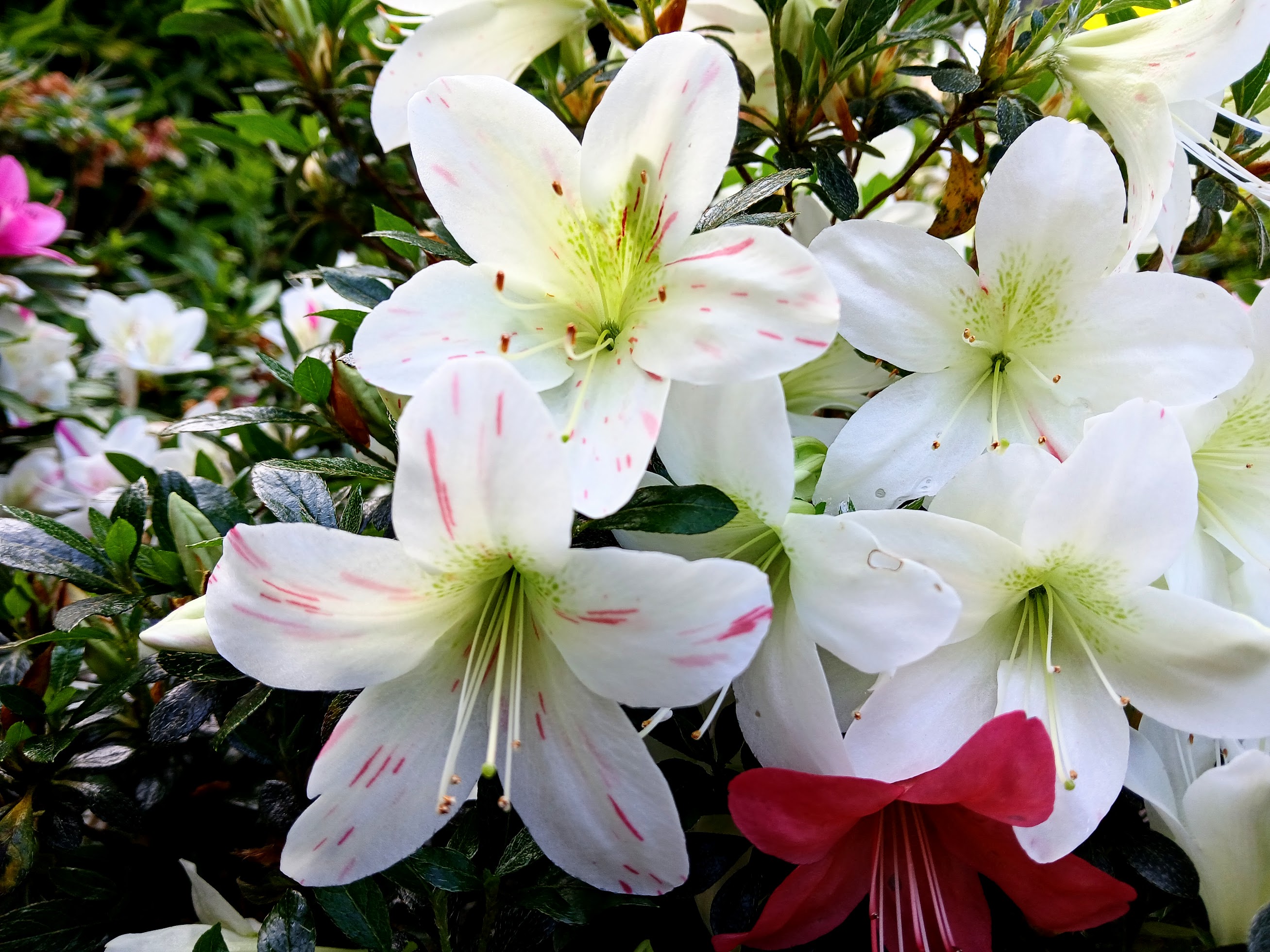 uHn3 Nijland azalea flowers