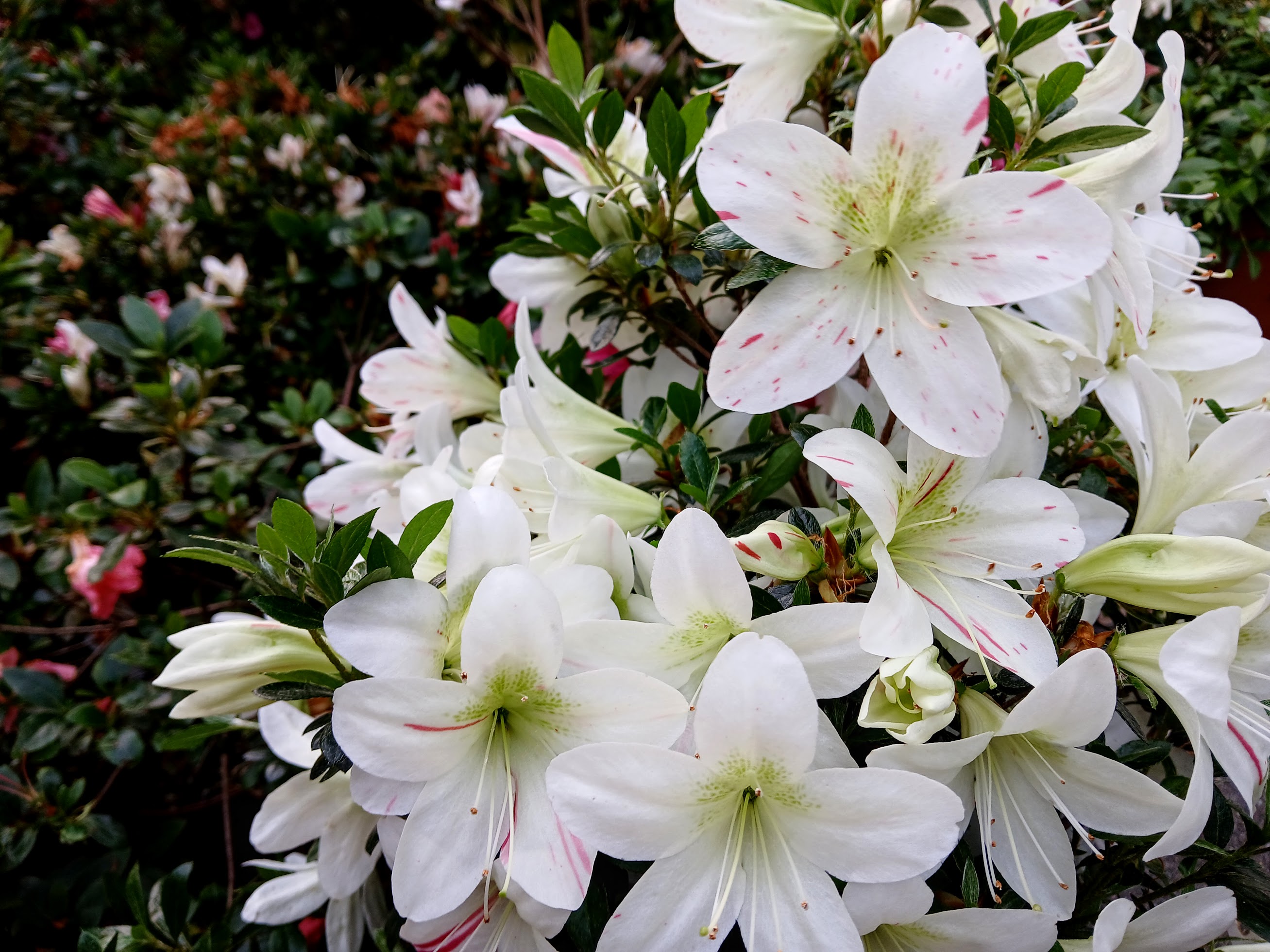 uHn3 Nijland azalea flowers