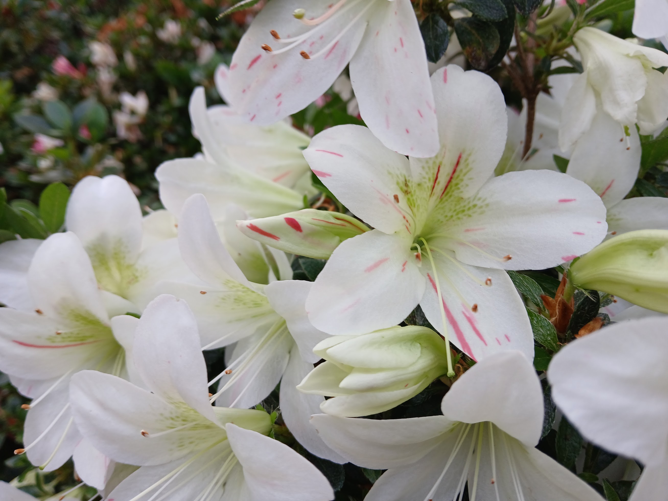 uHn3 Nijland azalea flowers
