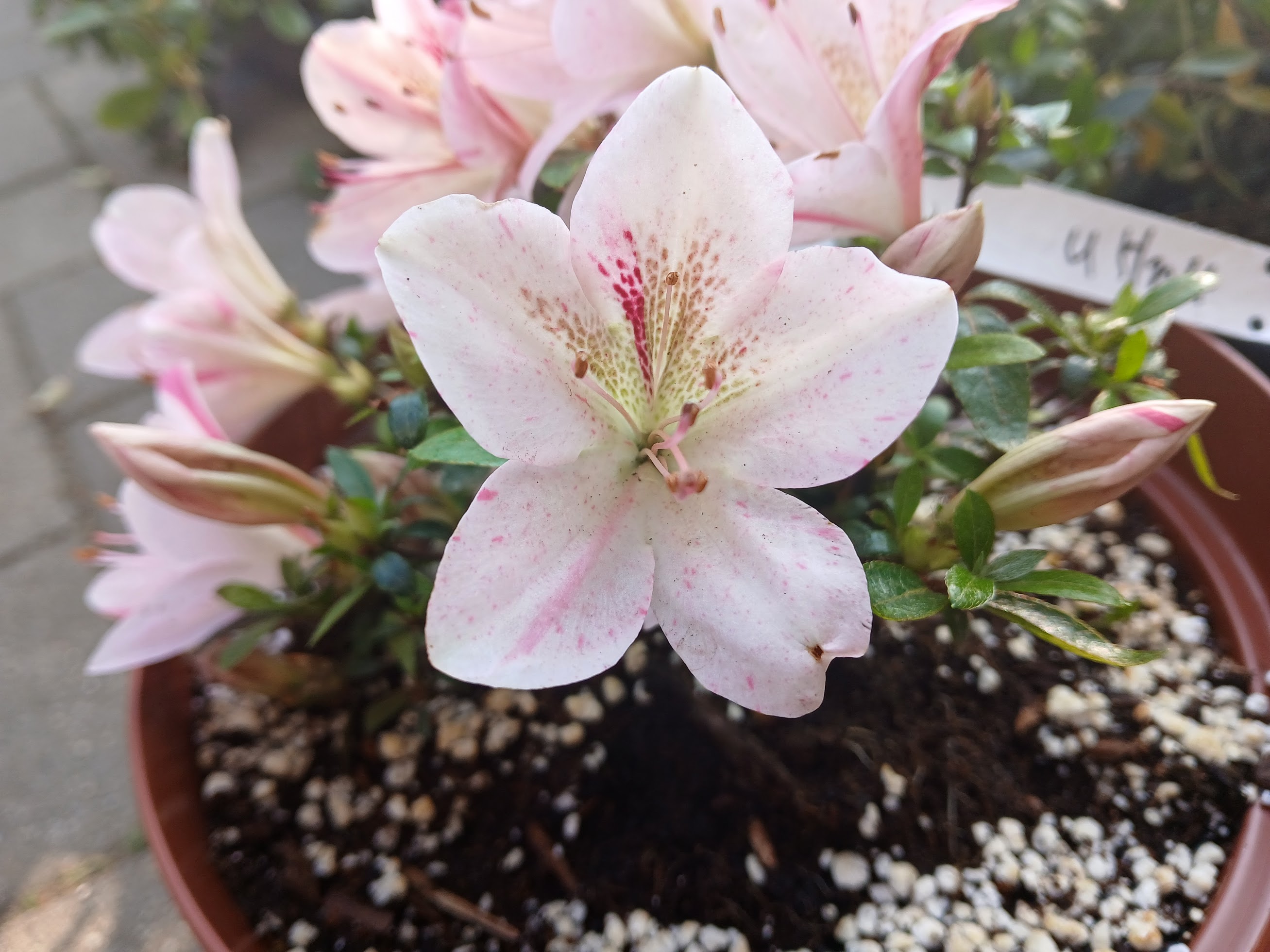 uHn4 Nijland azalea flowers