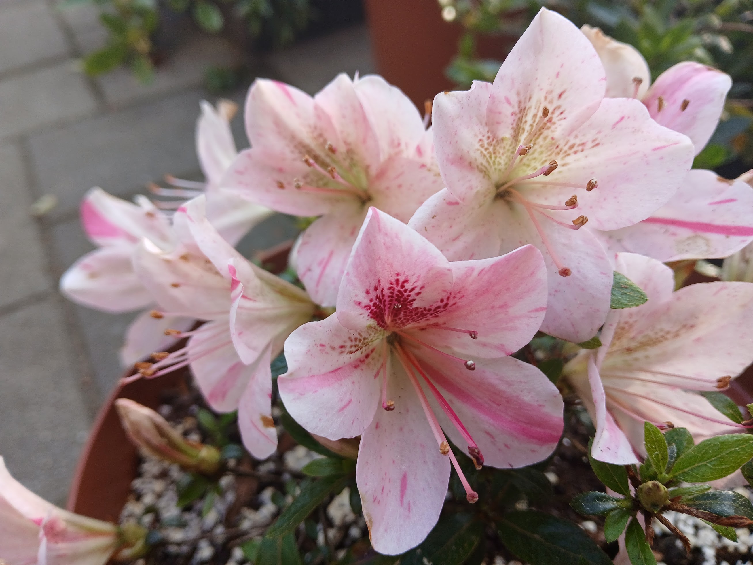 uHn4 Nijland azalea flowers