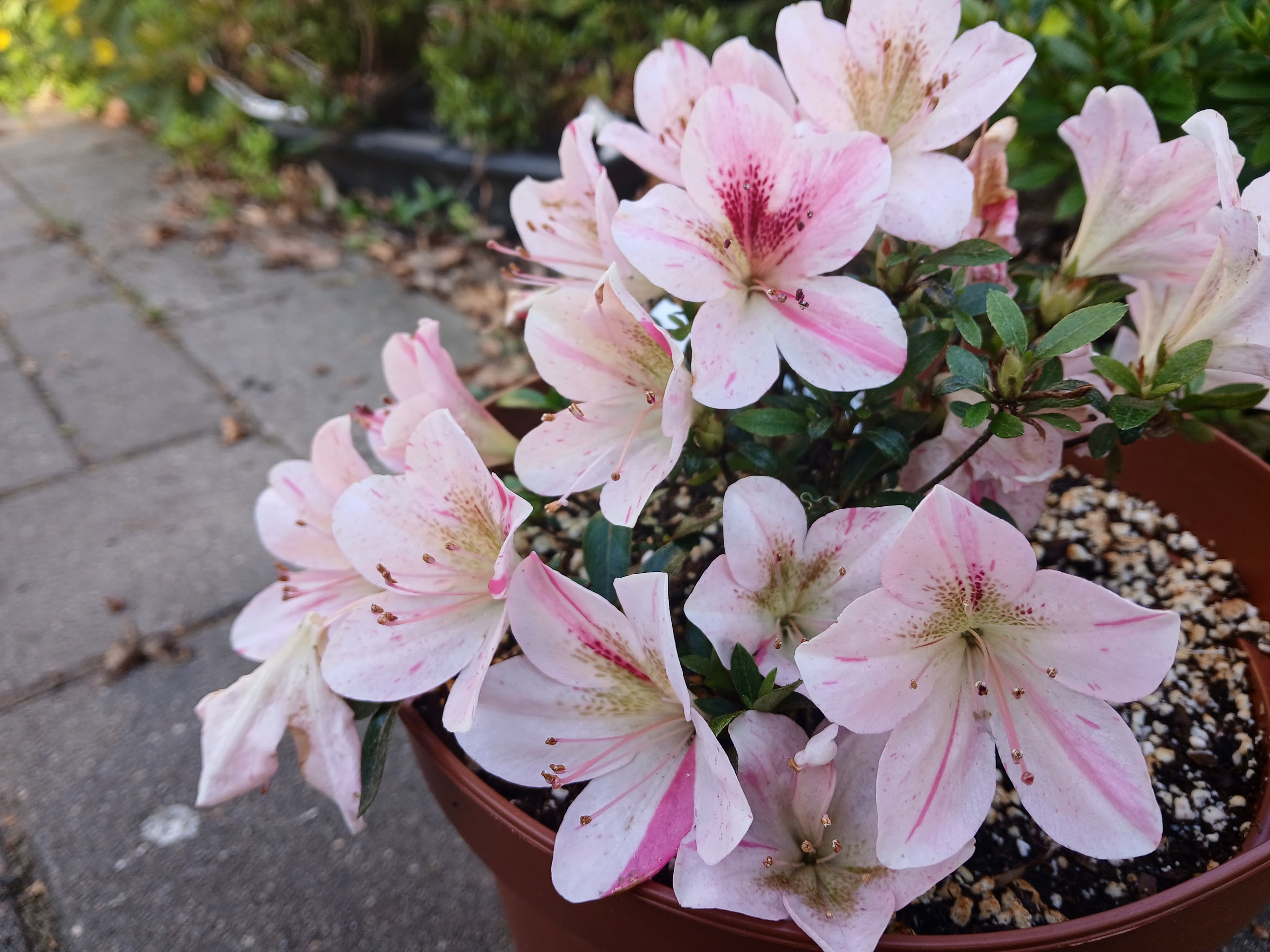 uHn4 Nijland azalea flowers