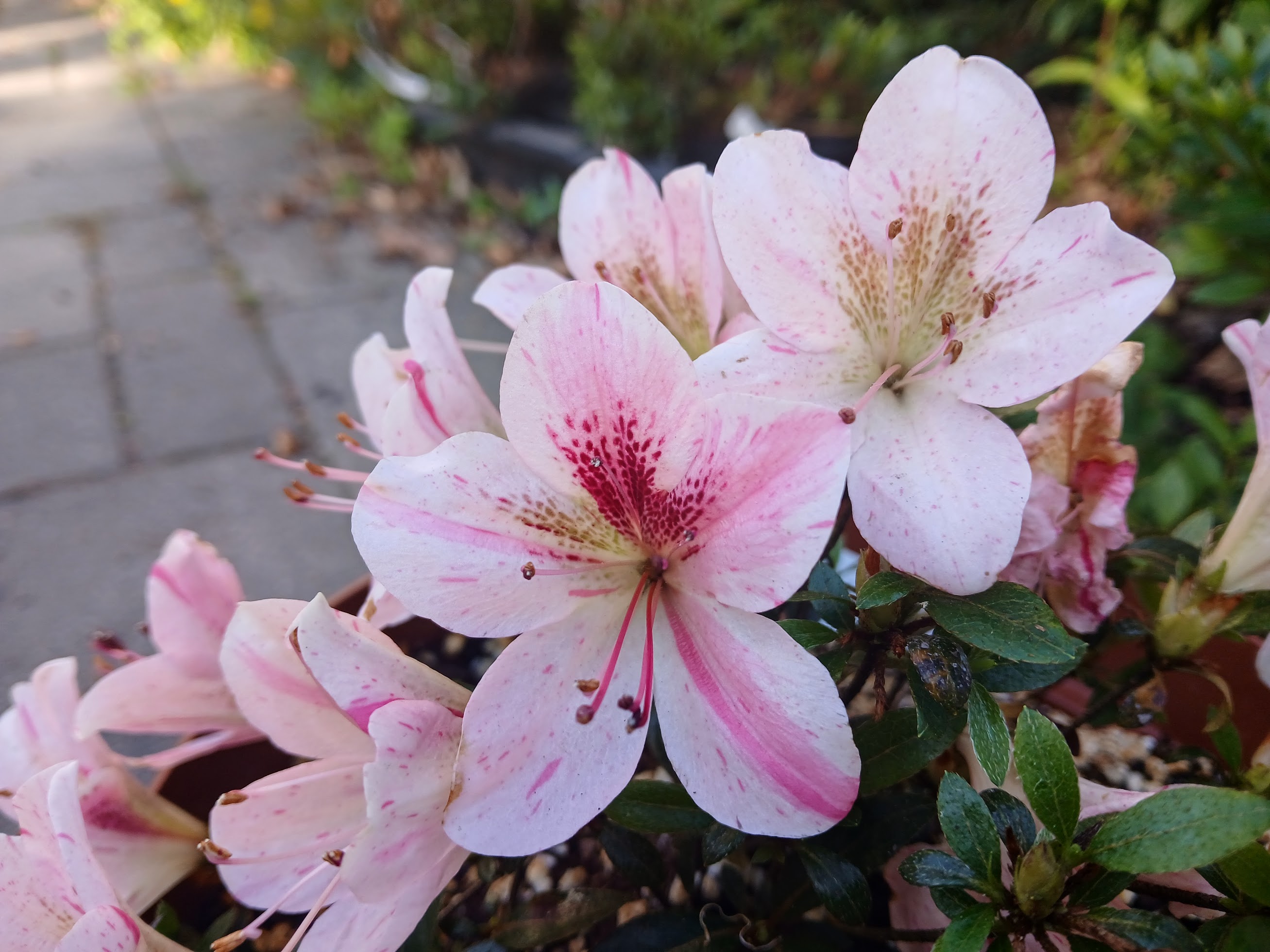 uHn4 Nijland azalea flowers