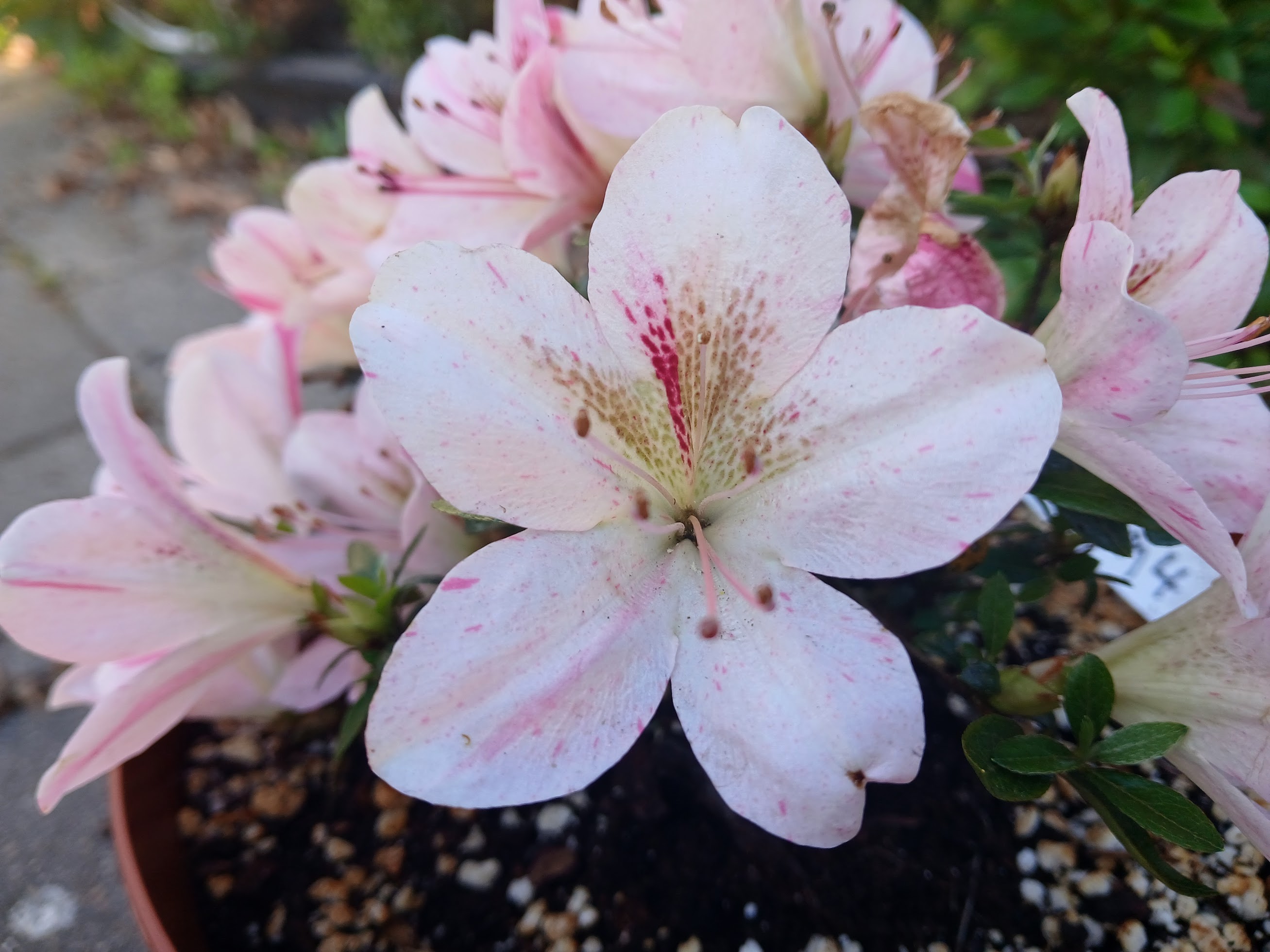 uHn4 Nijland azalea flowers