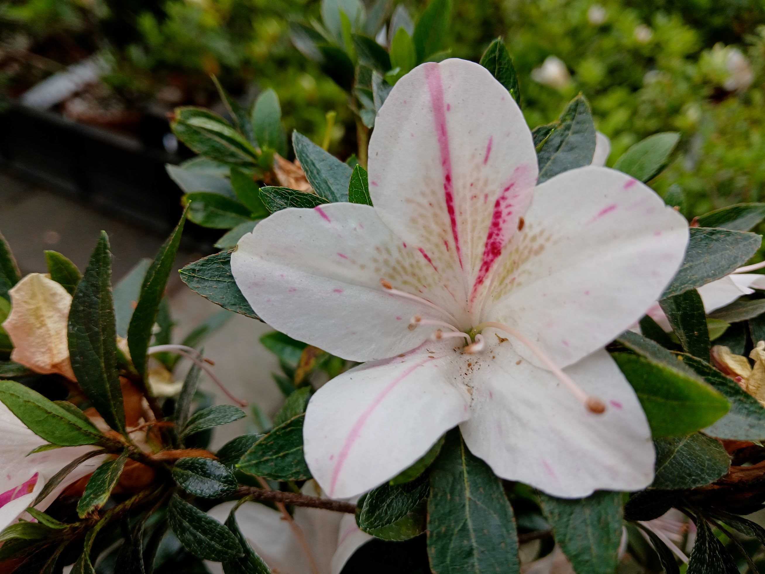 Hne9 Nijland azalea flowers